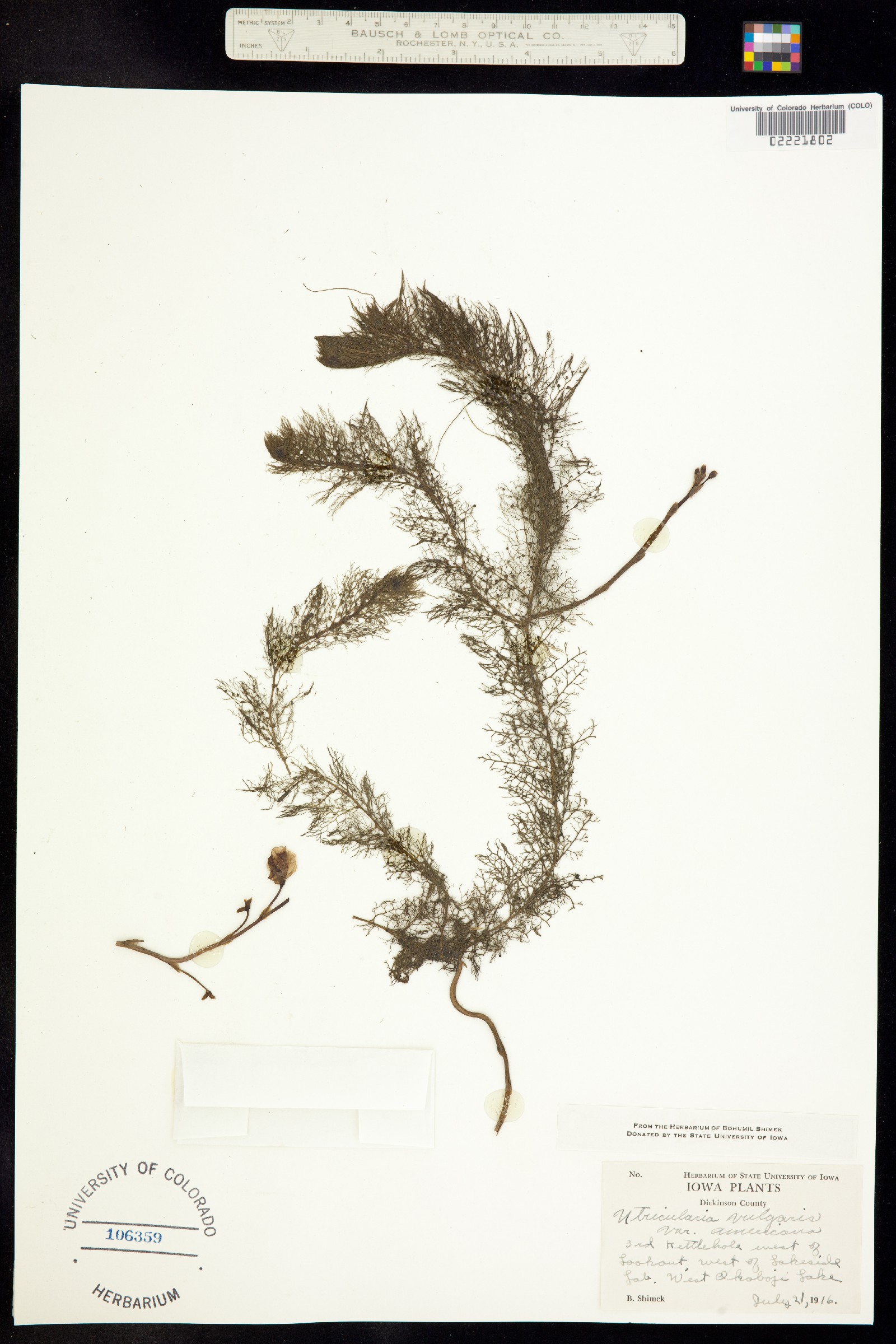 Utricularia vulgaris image