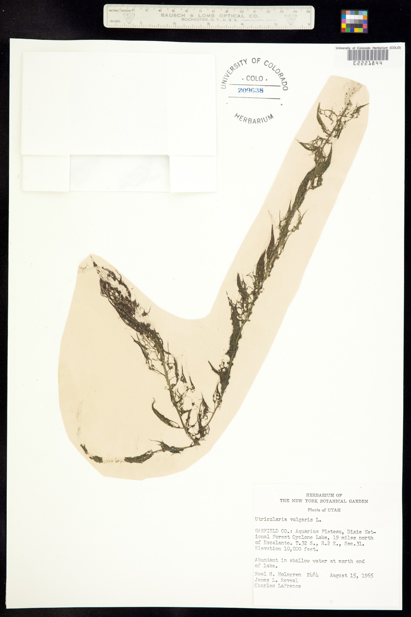 Utricularia vulgaris ssp. macrorhiza image