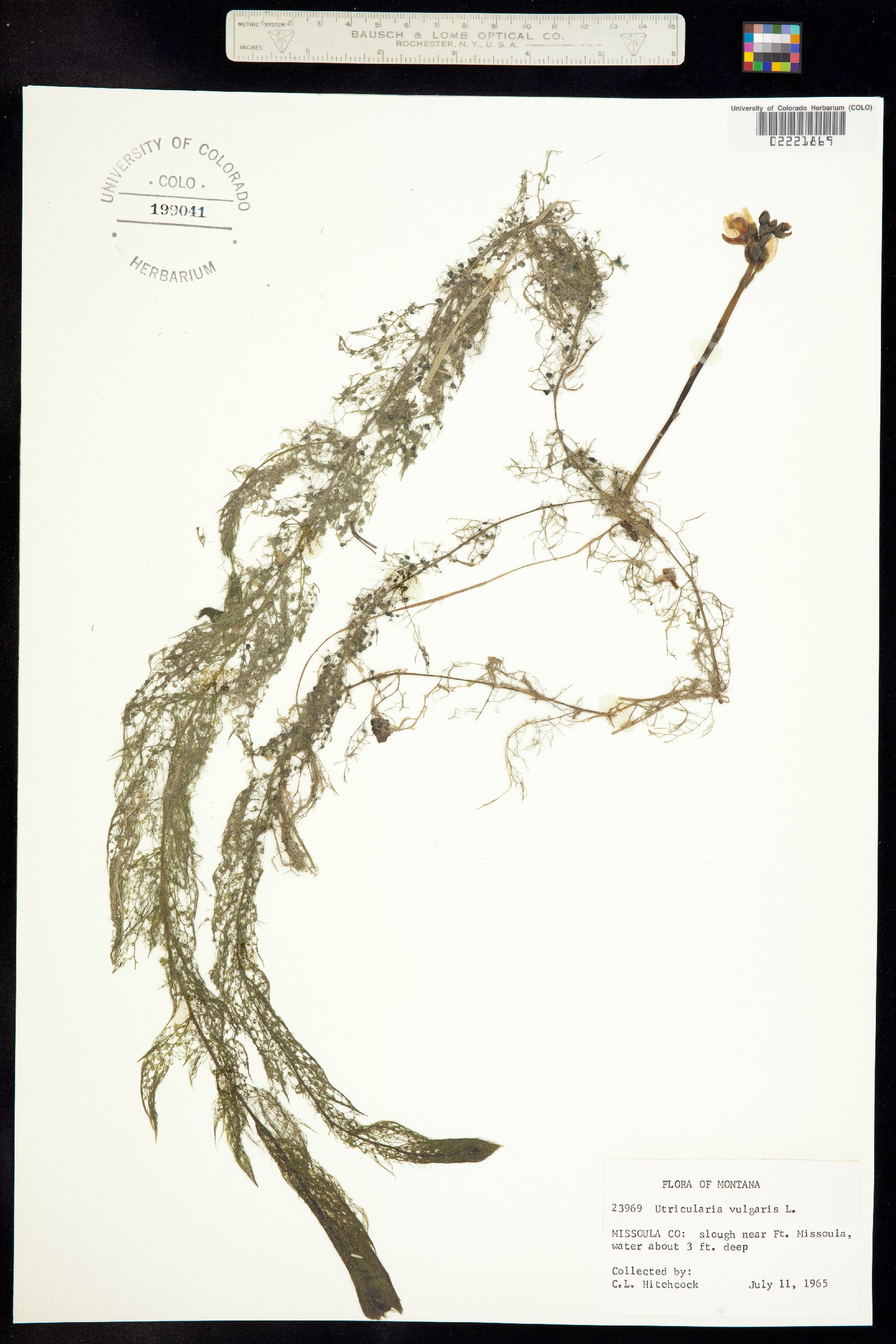 Utricularia vulgaris image