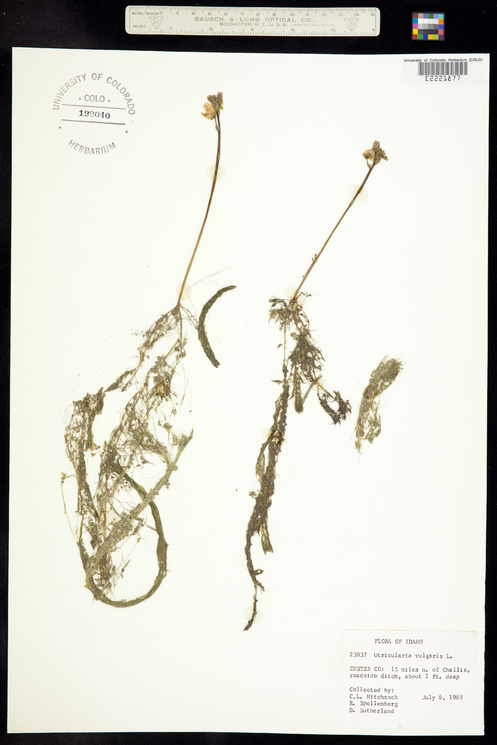 Lentibulariaceae image