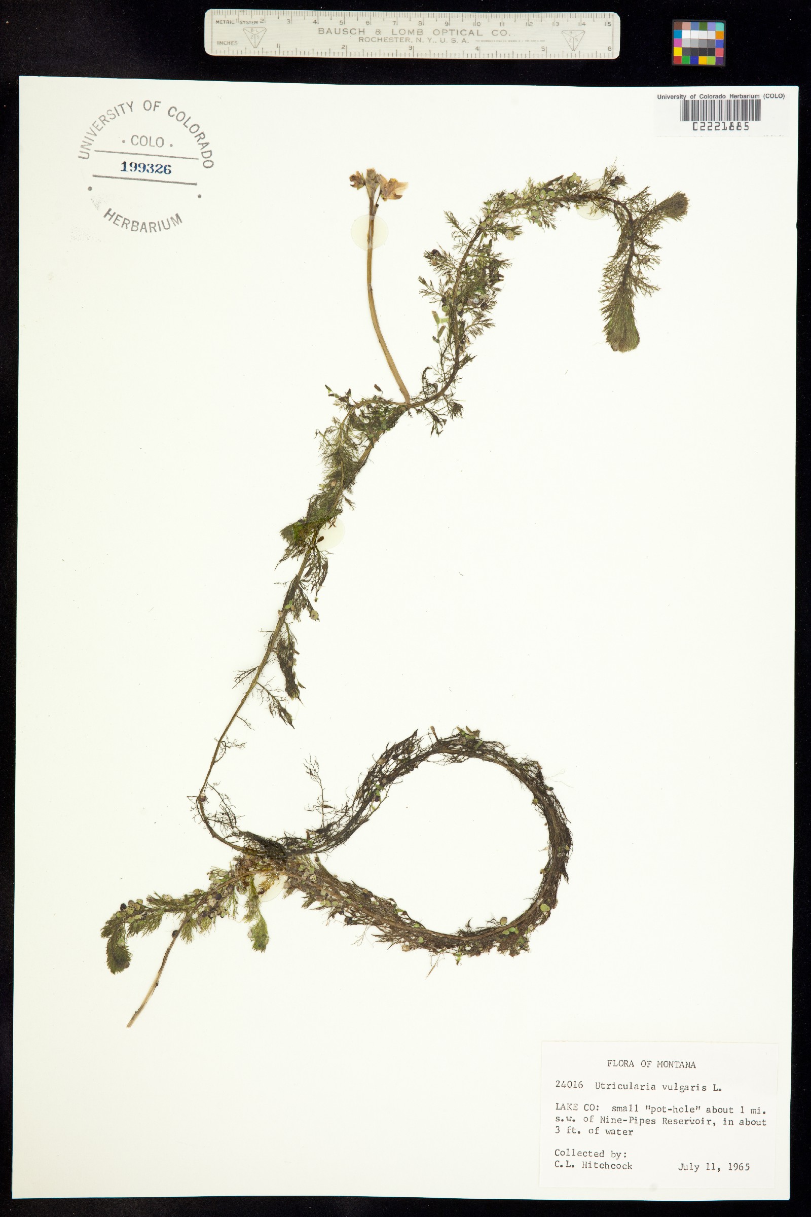 Utricularia vulgaris ssp. macrorhiza image