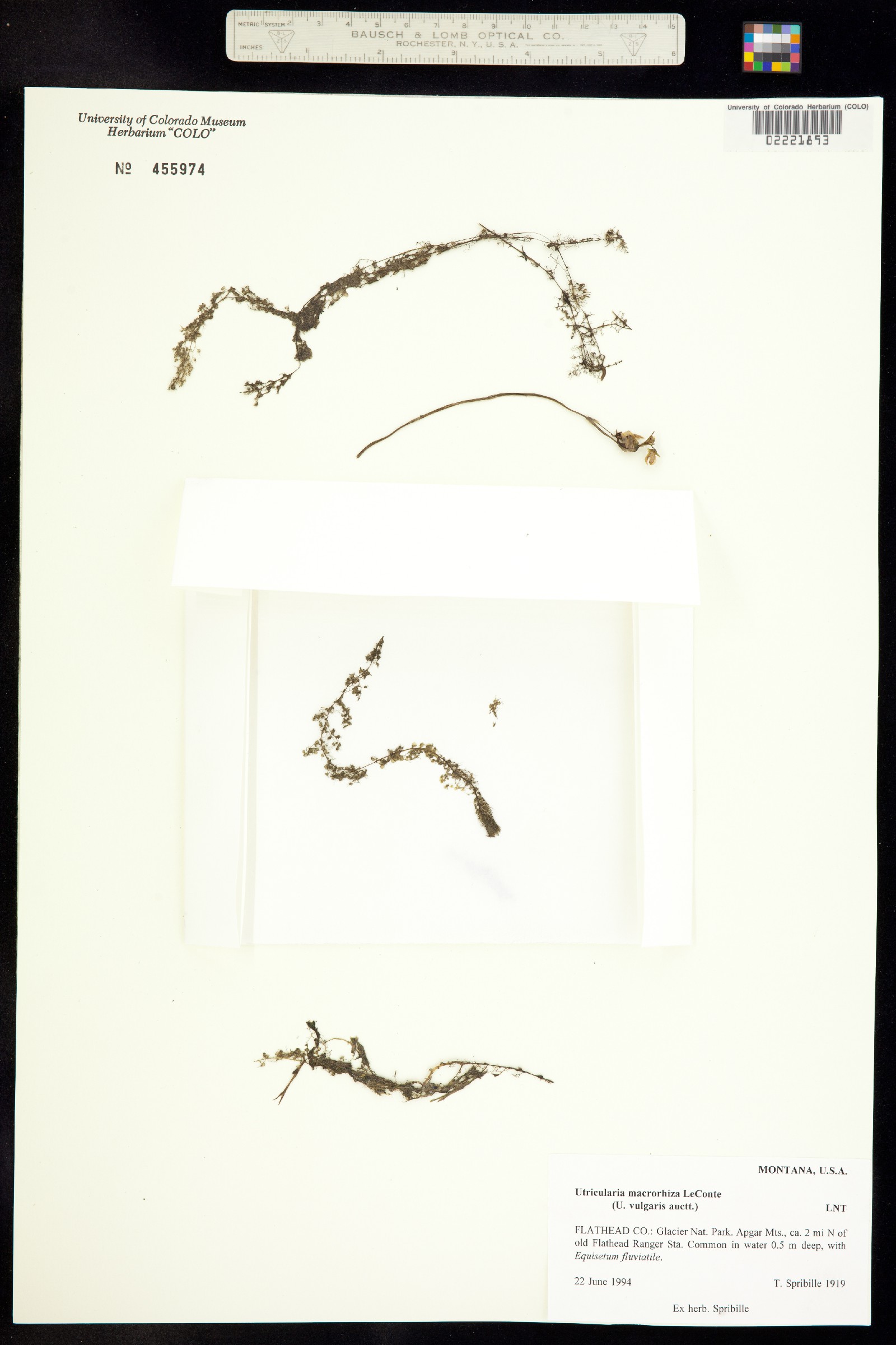 Lentibulariaceae image