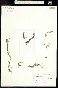 Image of Utricularia geminiscapa