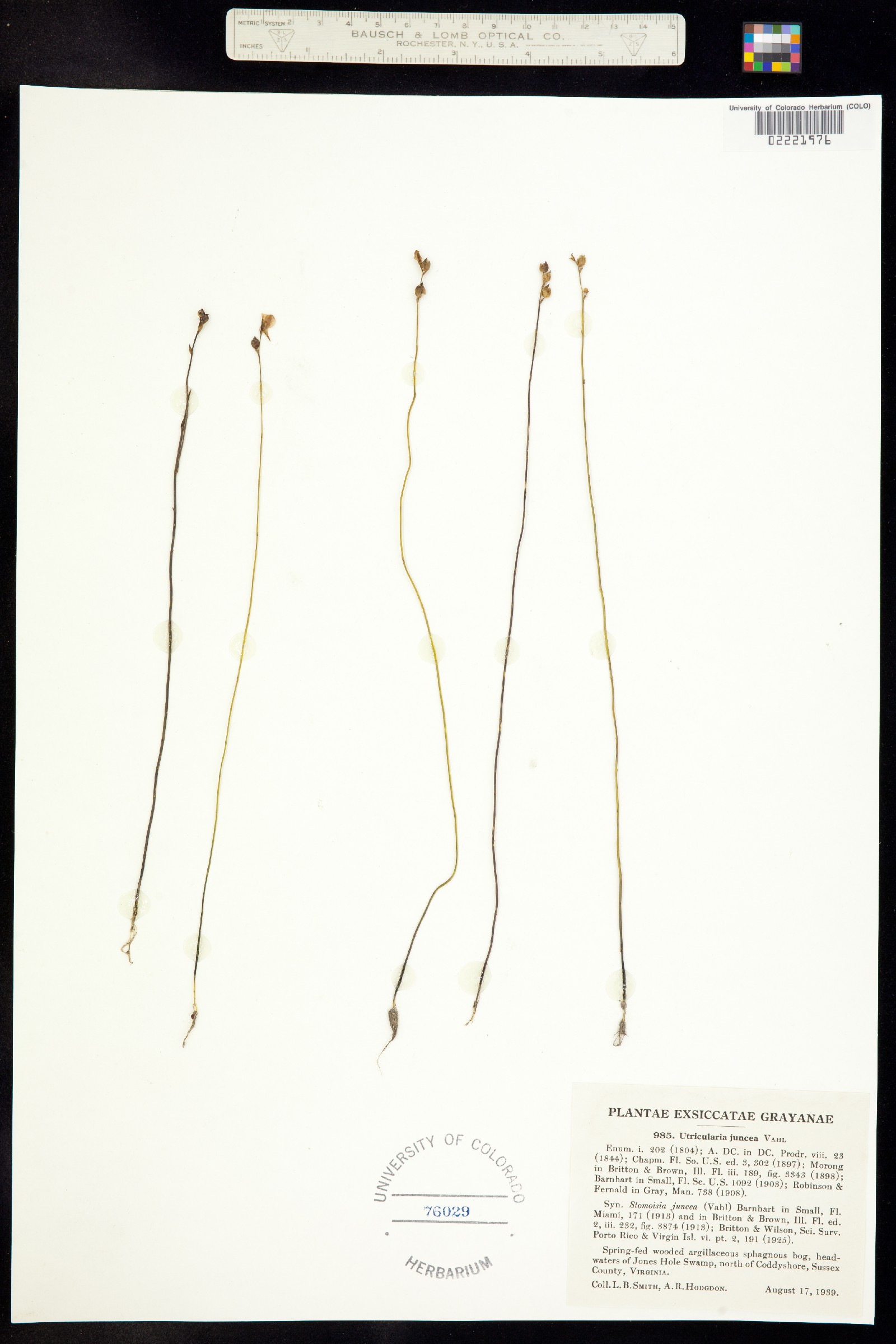 Utricularia juncea image