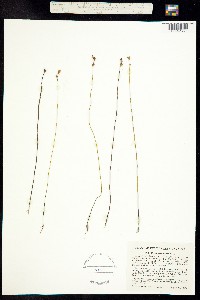 Image of Utricularia juncea