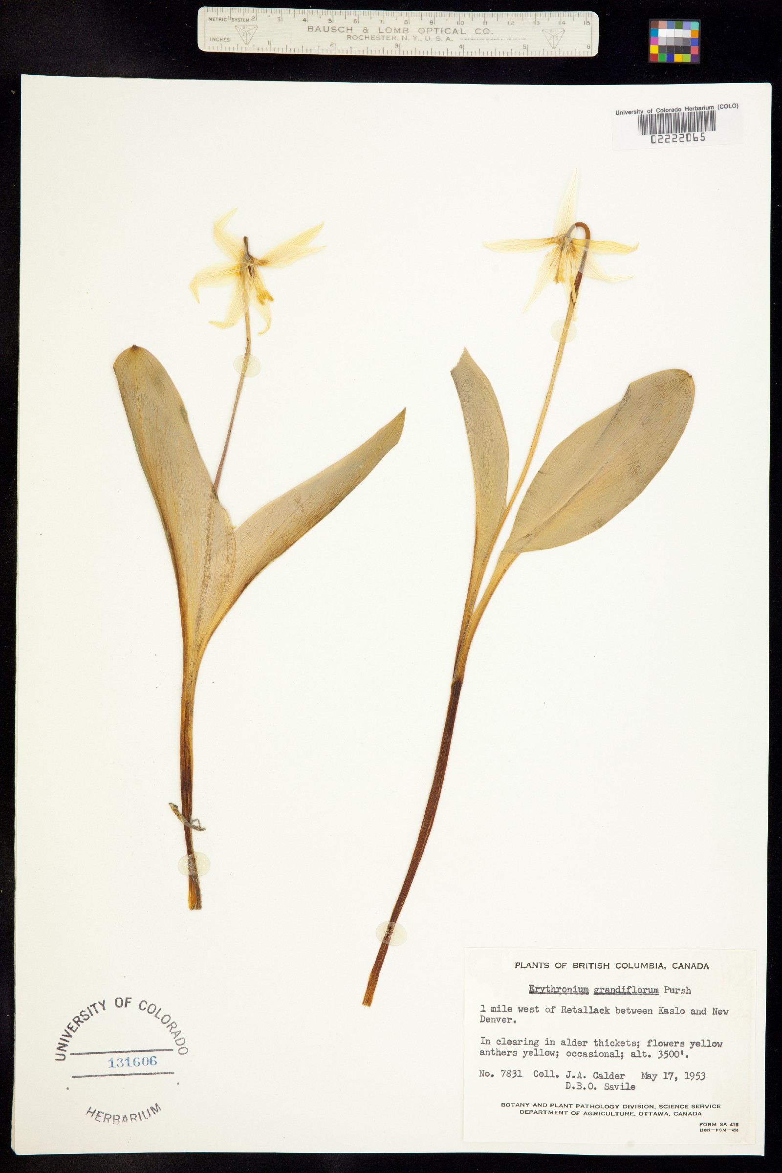 Liliaceae image