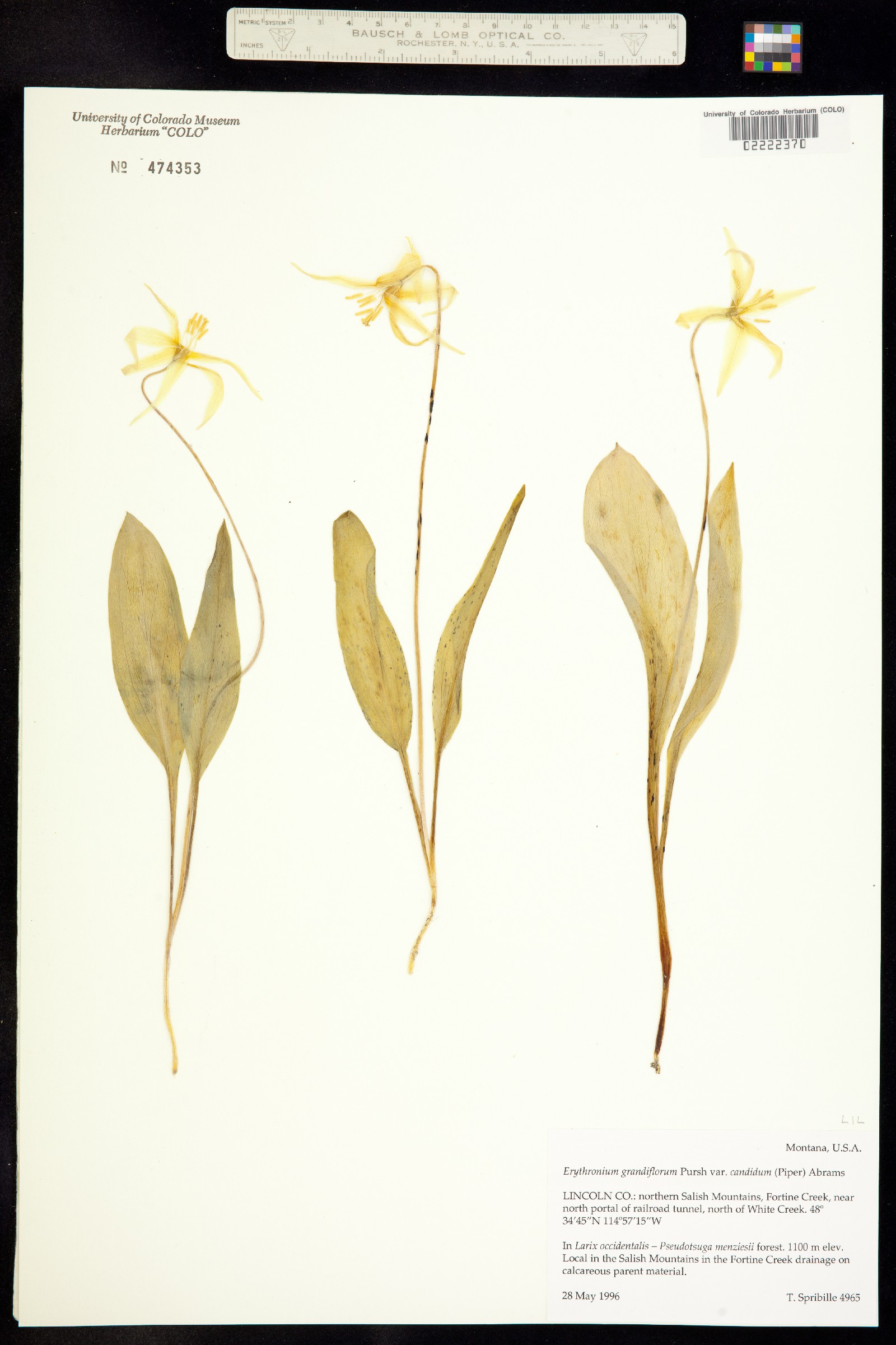 Erythronium image