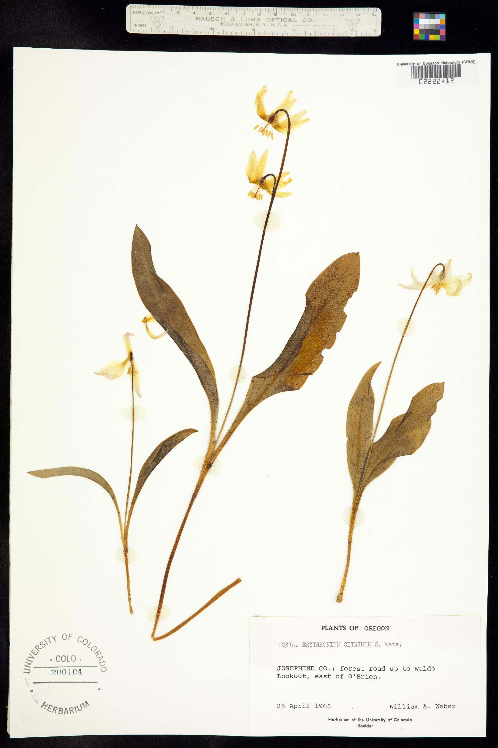 Erythronium citrinum image