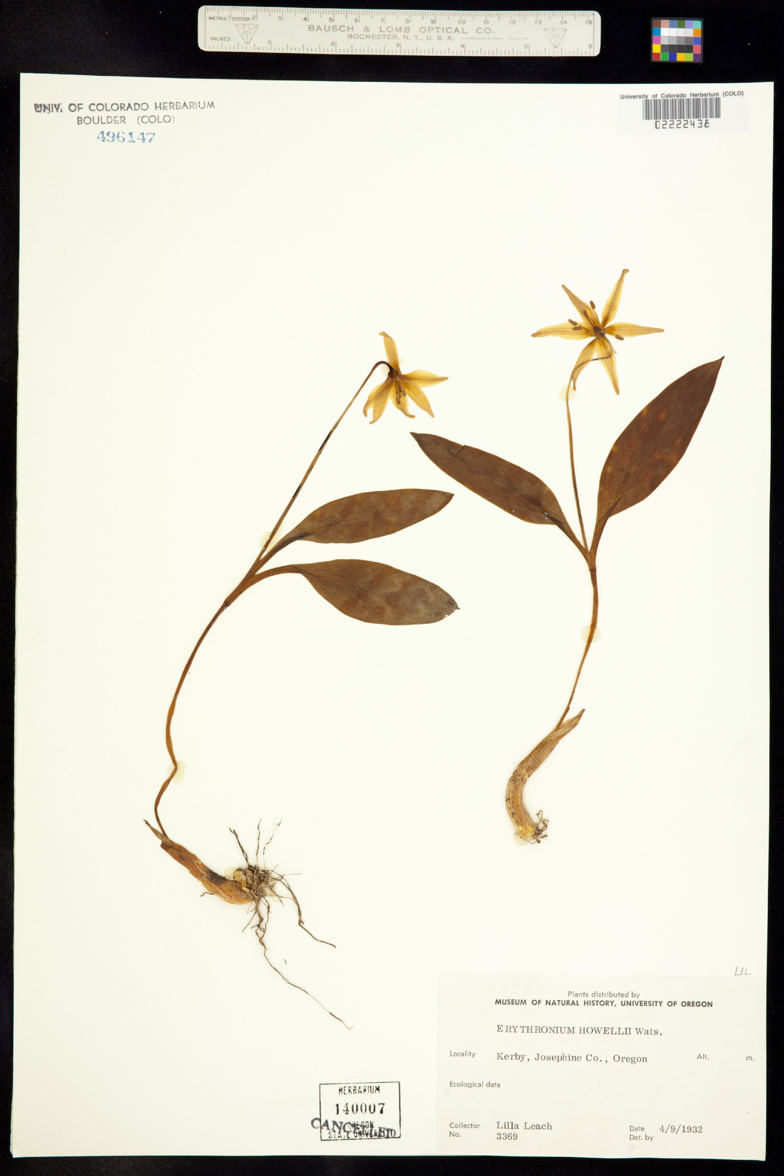 Erythronium howellii image
