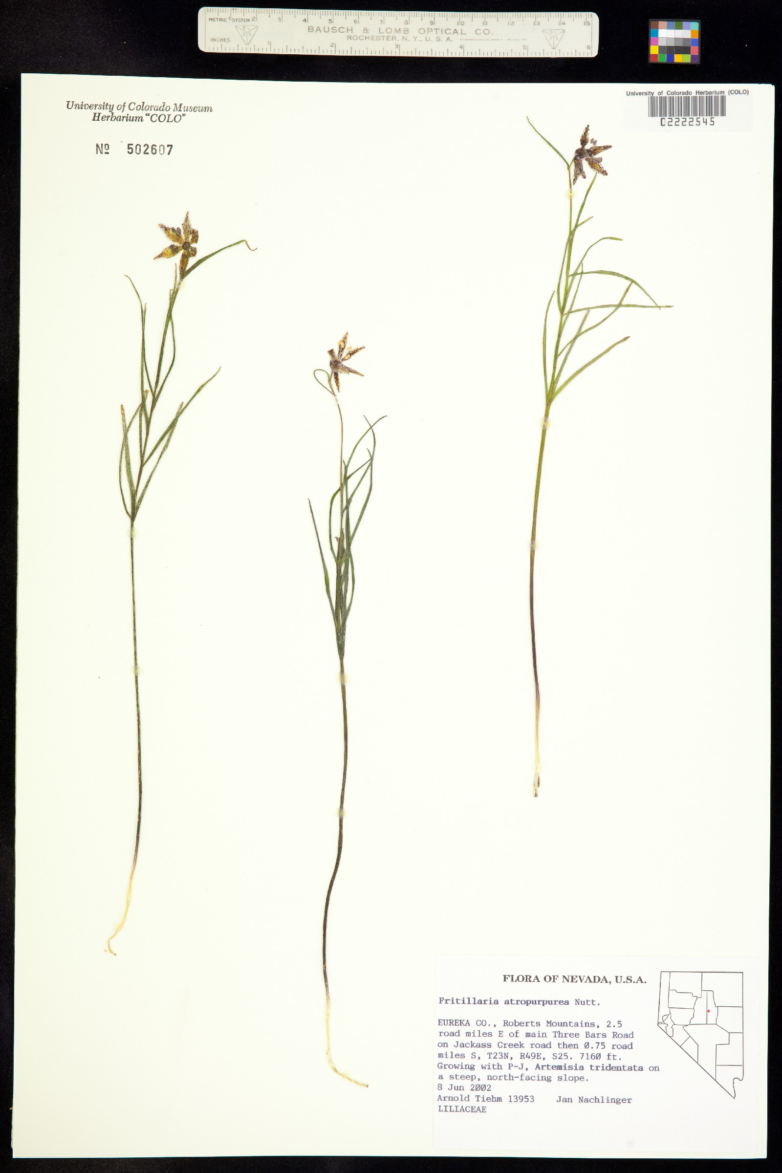 Fritillaria atropurpurea image