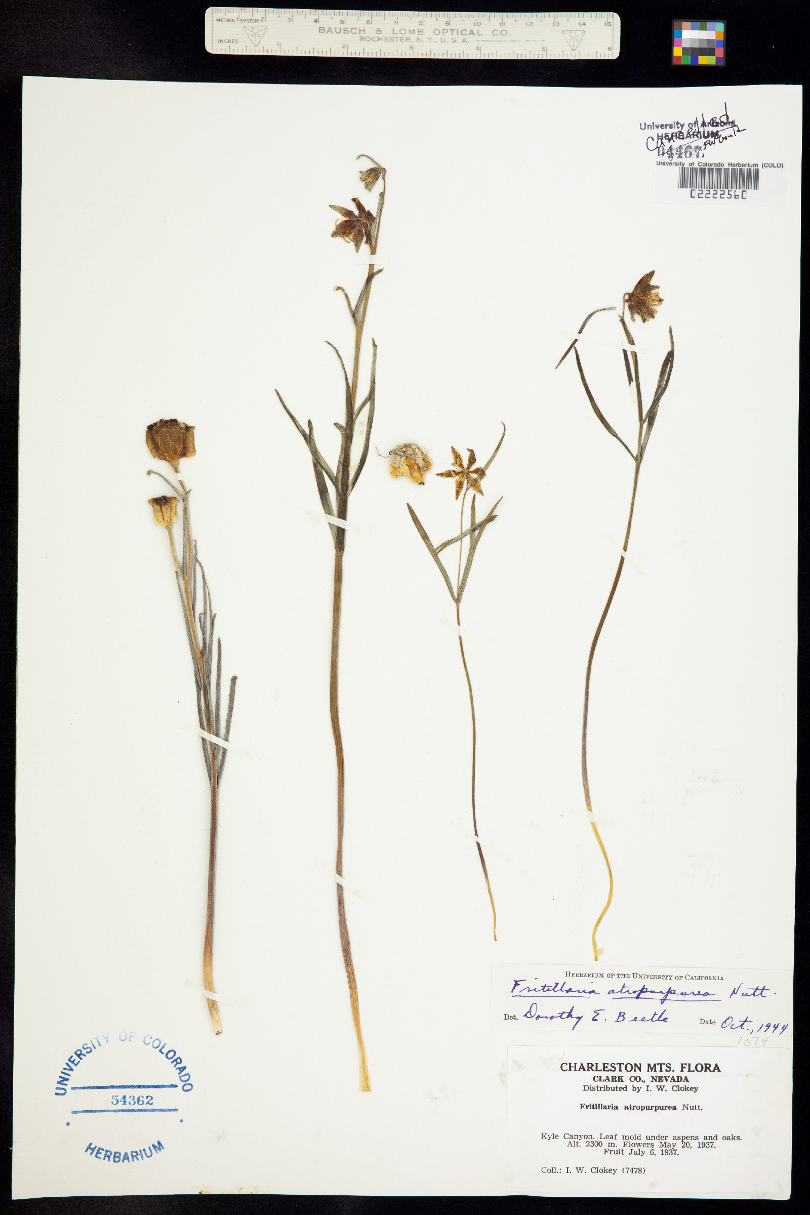 Fritillaria atropurpurea image