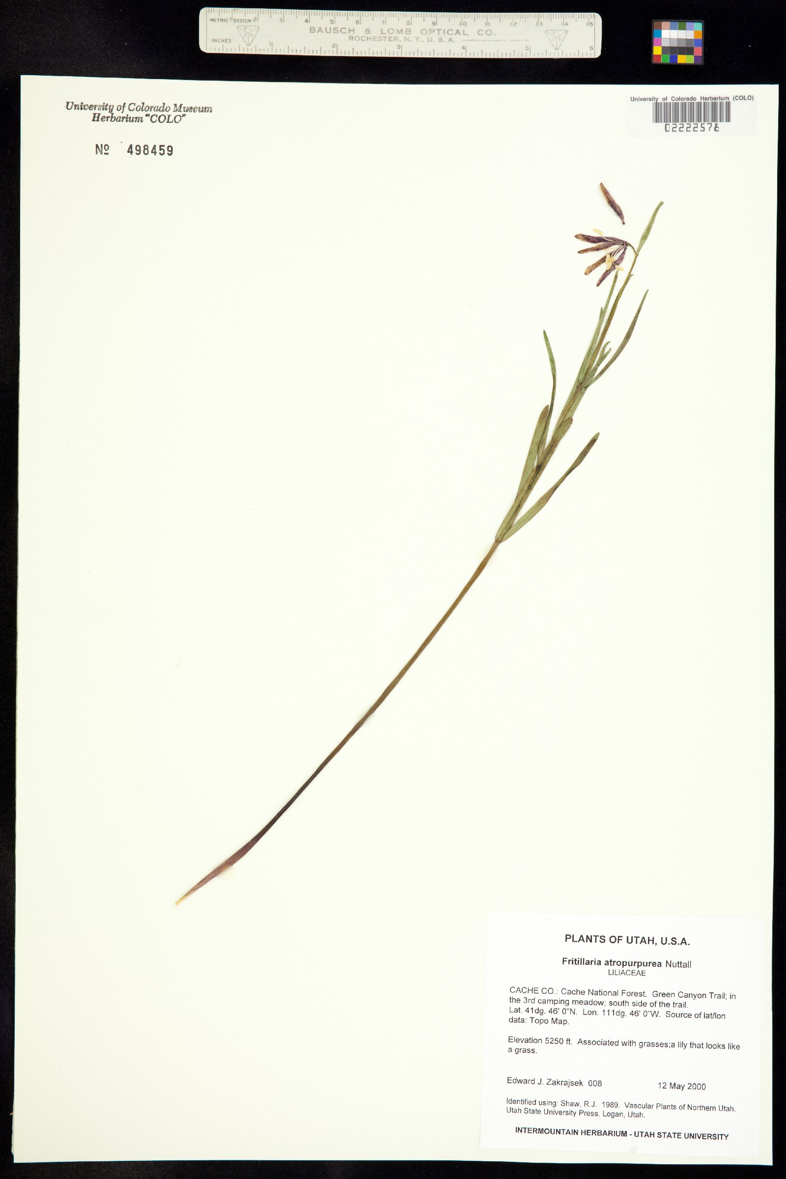 Fritillaria atropurpurea image