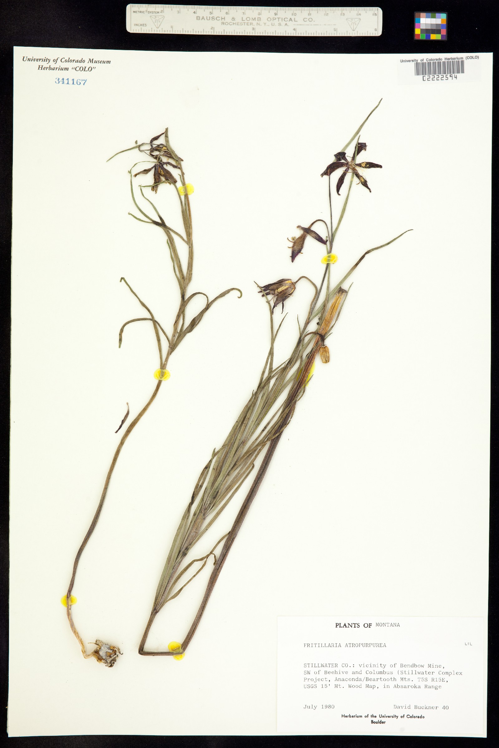 Fritillaria atropurpurea image