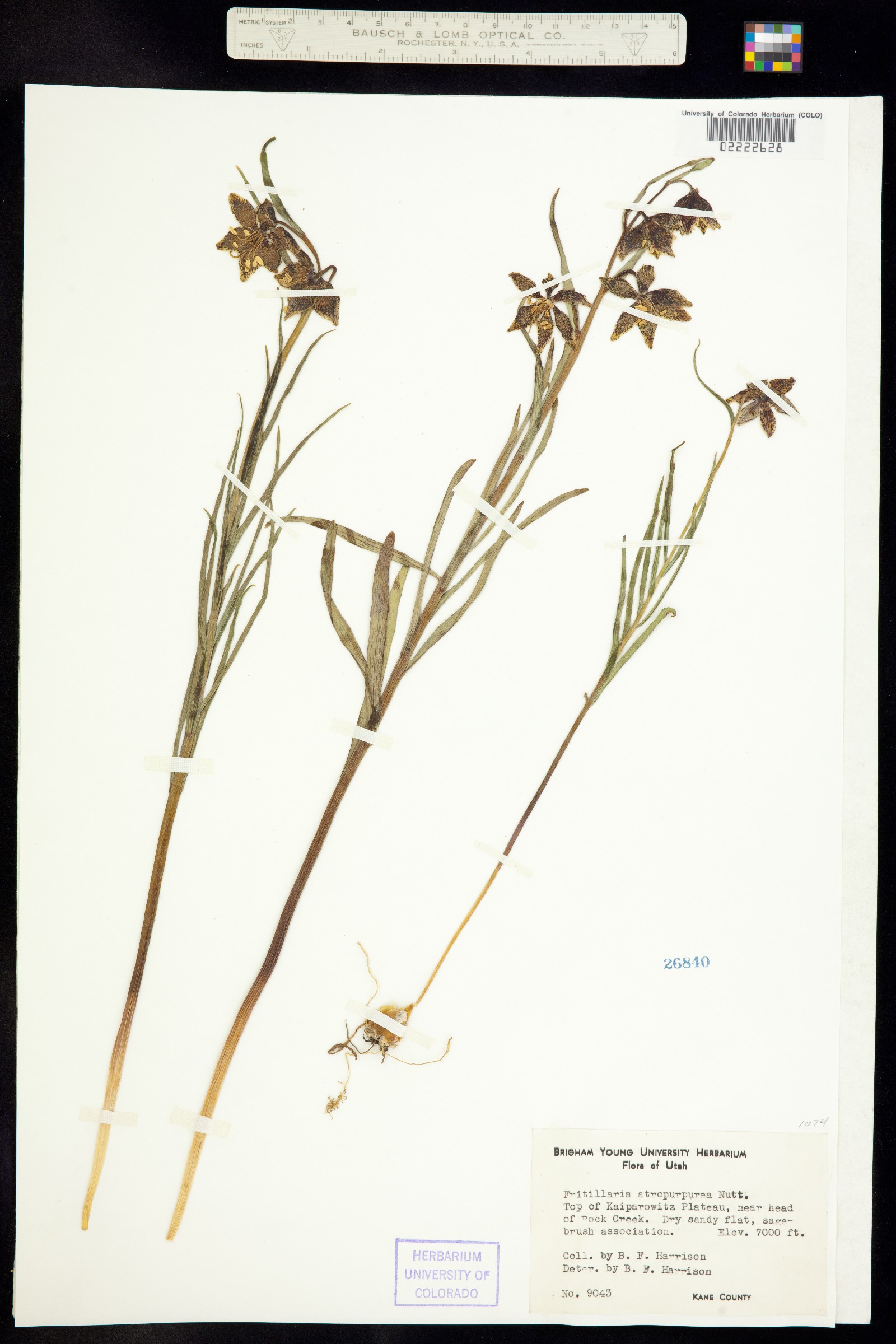 Fritillaria atropurpurea image