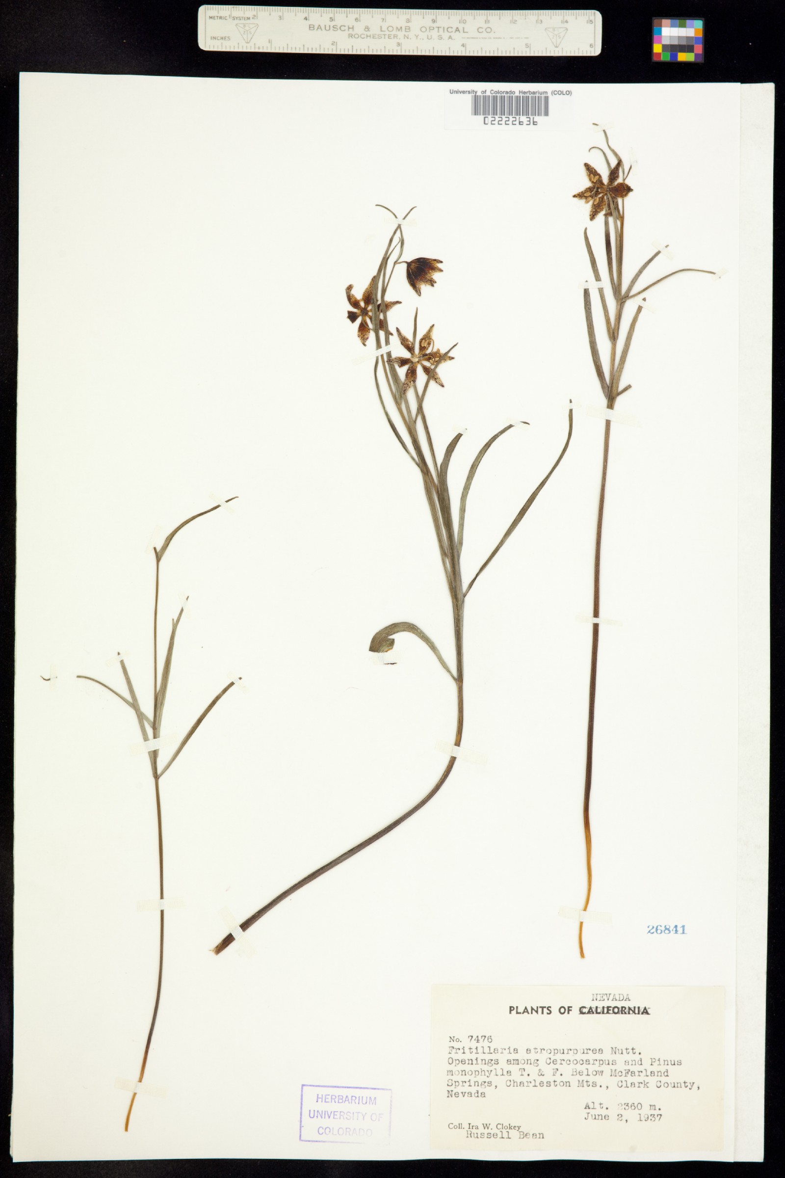 Fritillaria atropurpurea image