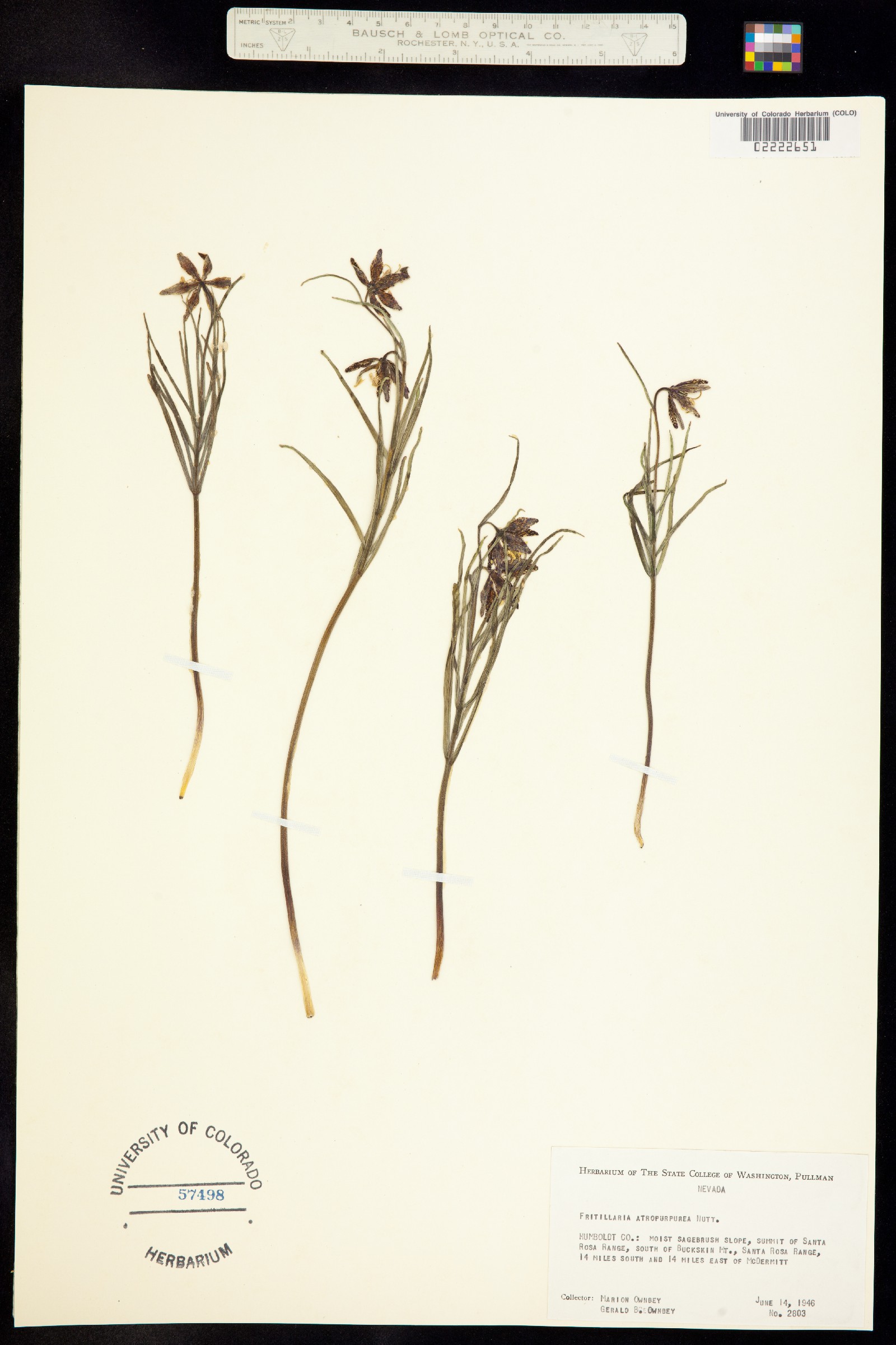 Fritillaria atropurpurea image