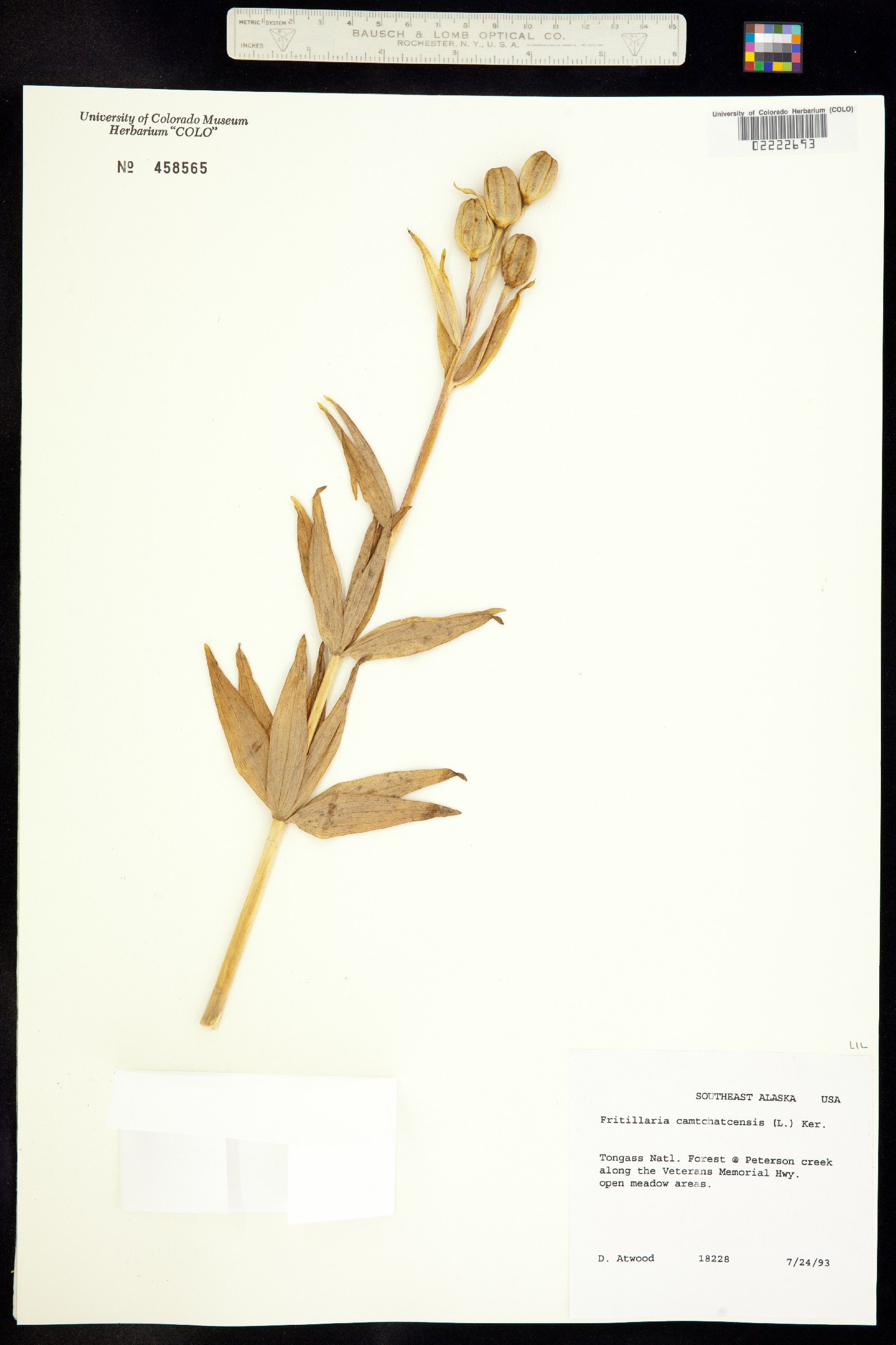 Fritillaria camschatcensis image