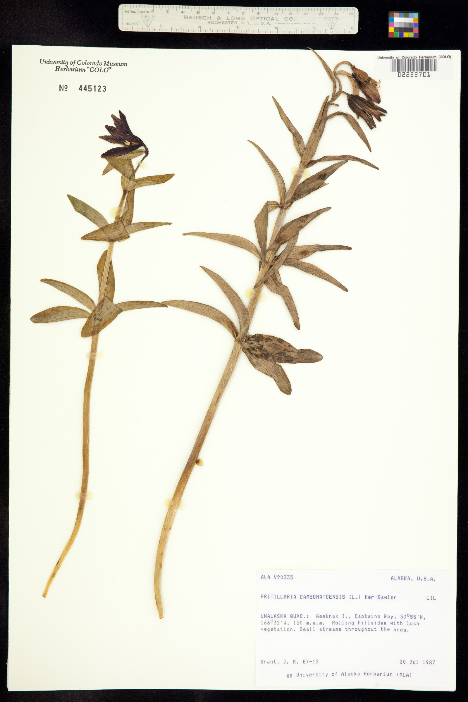 Fritillaria camschatcensis image