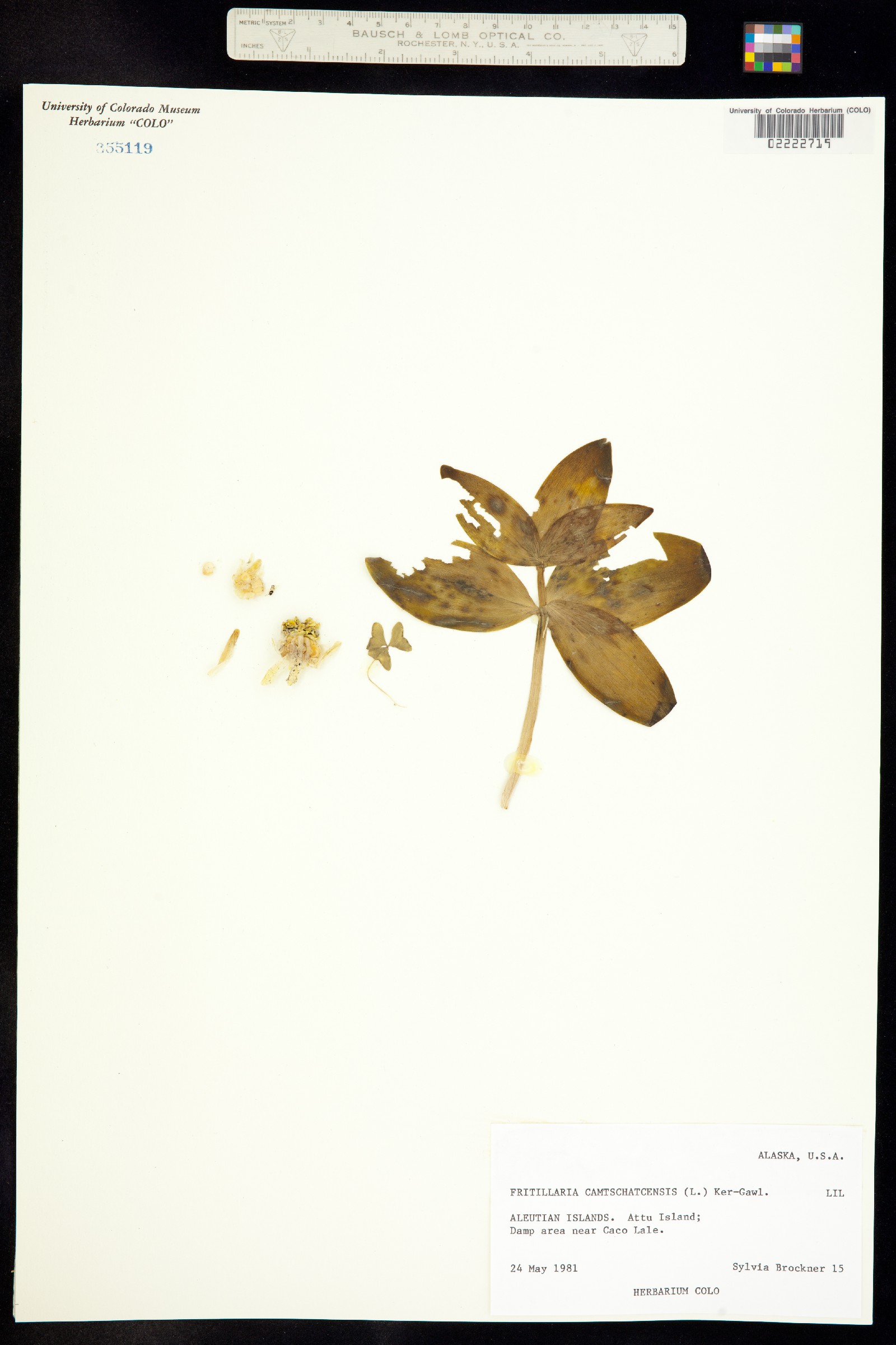 Fritillaria camschatcensis image