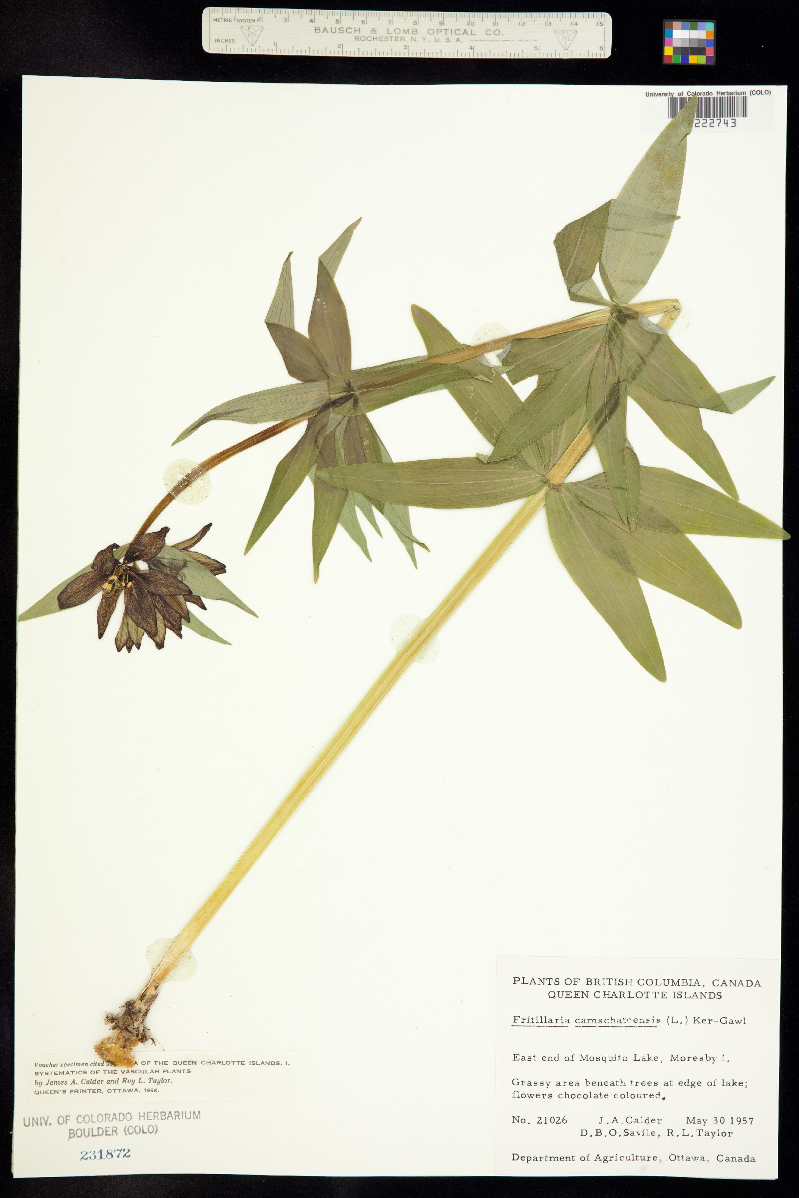 Fritillaria camschatcensis image