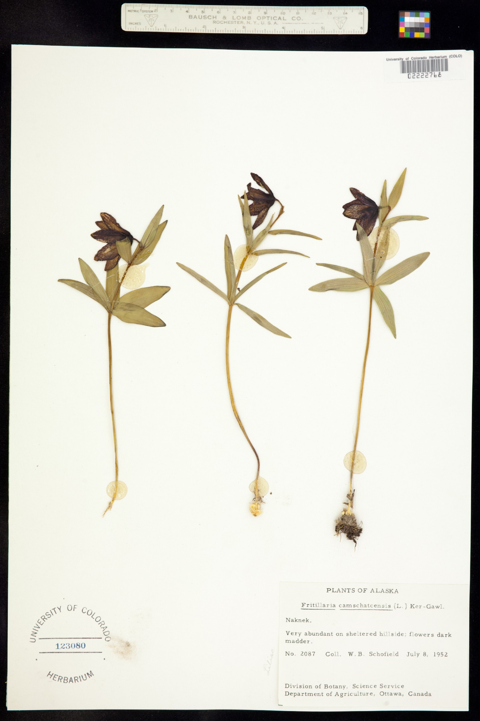 Fritillaria camschatcensis image