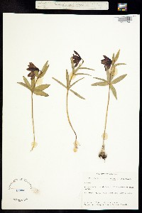 Fritillaria camschatcensis image