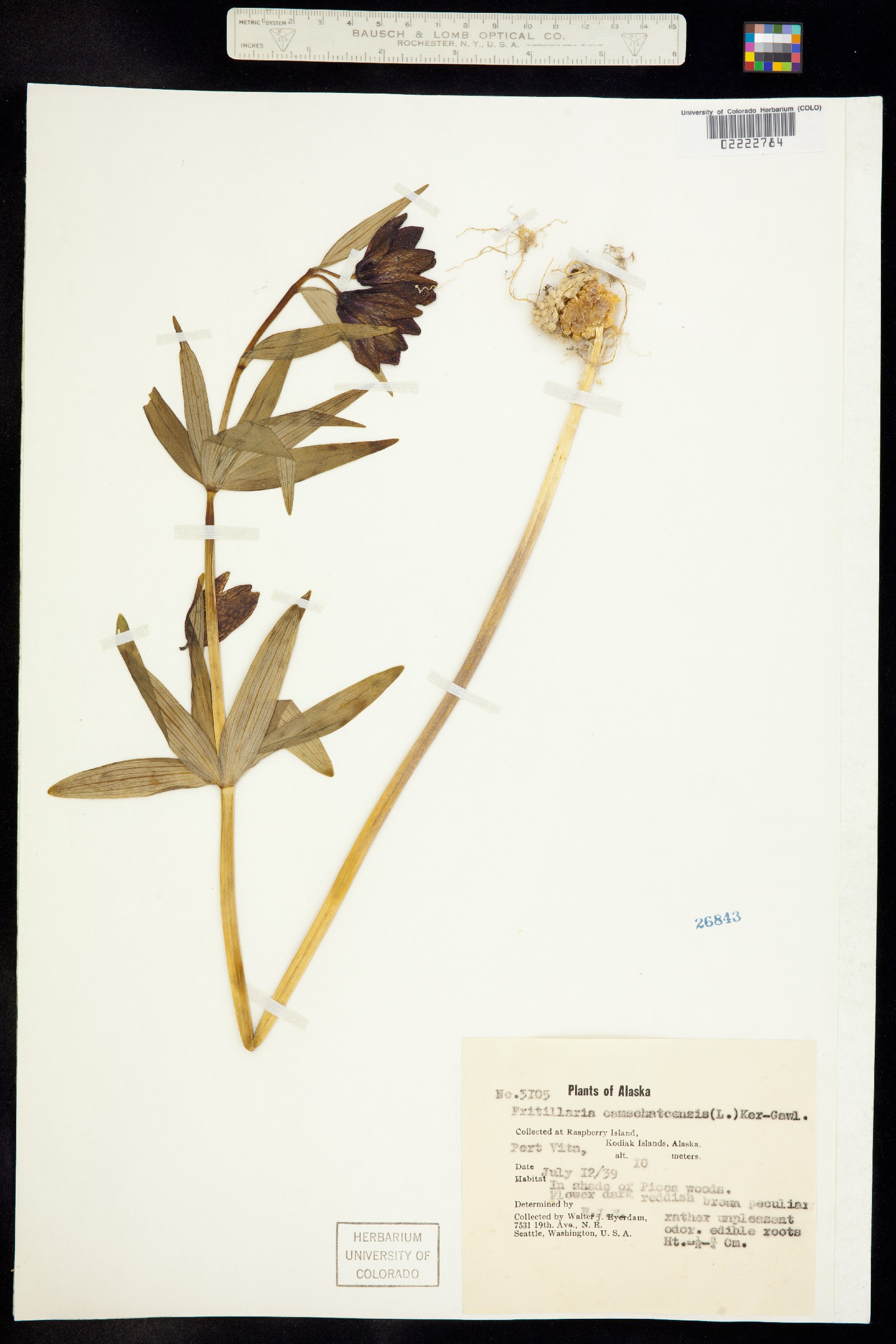 Fritillaria camschatcensis image