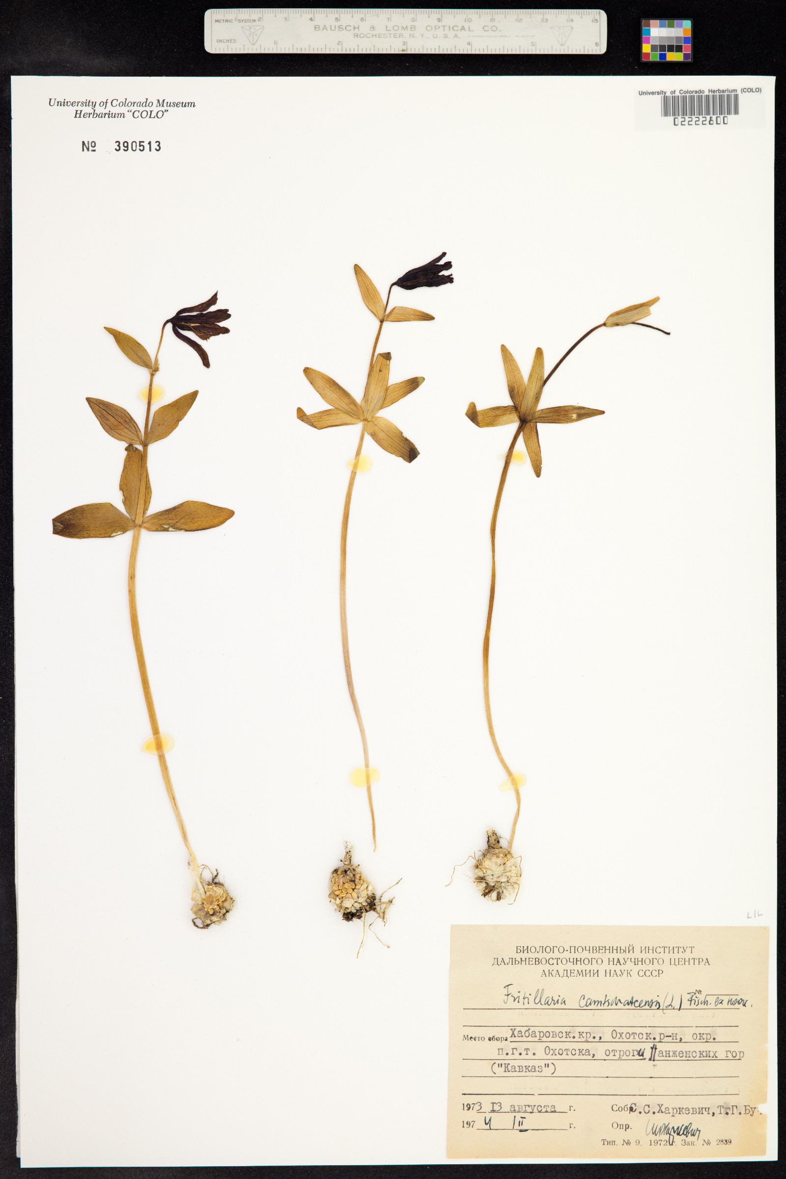 Fritillaria camschatcensis image