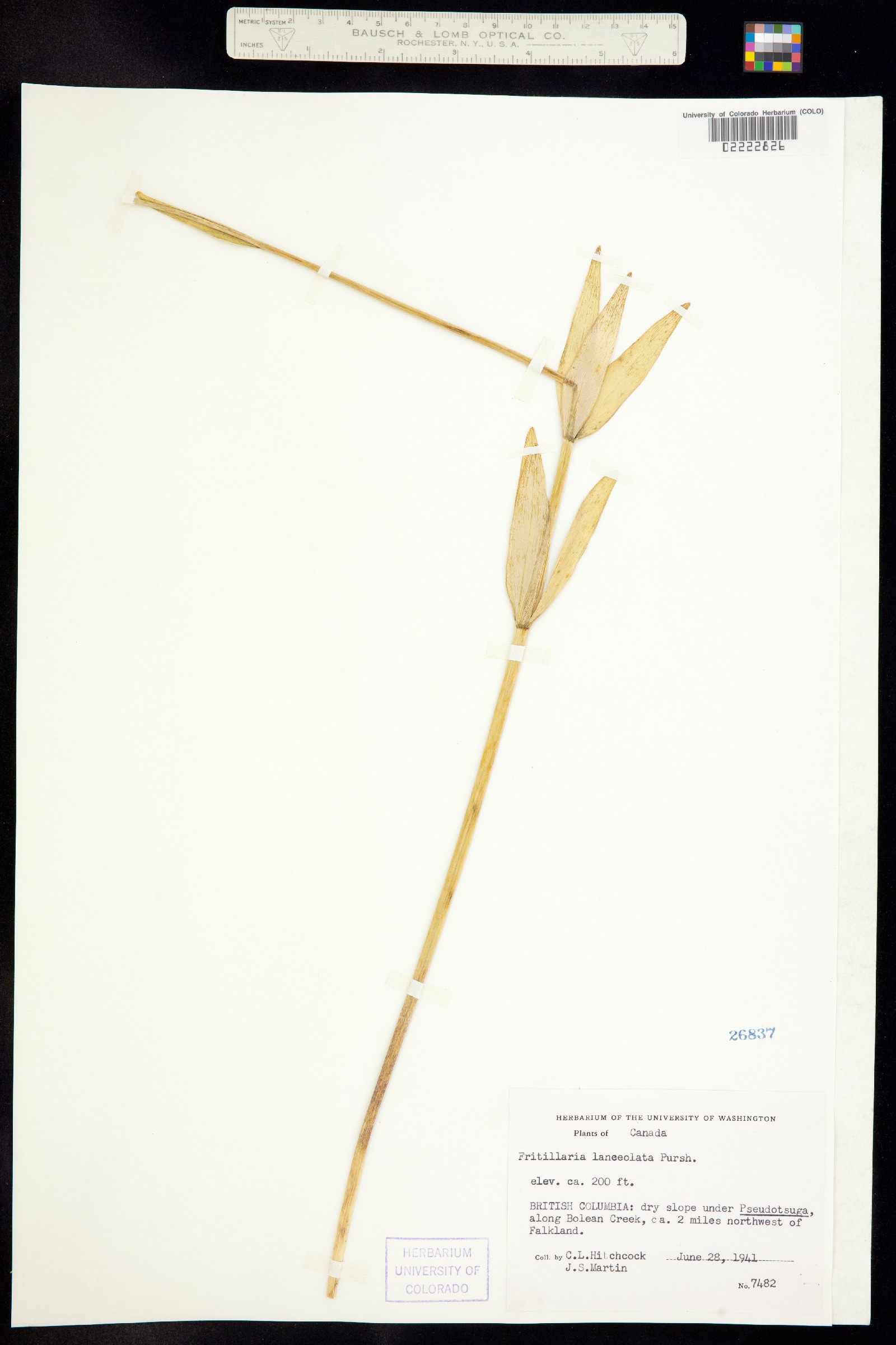 Fritillaria affinis var. affinis image