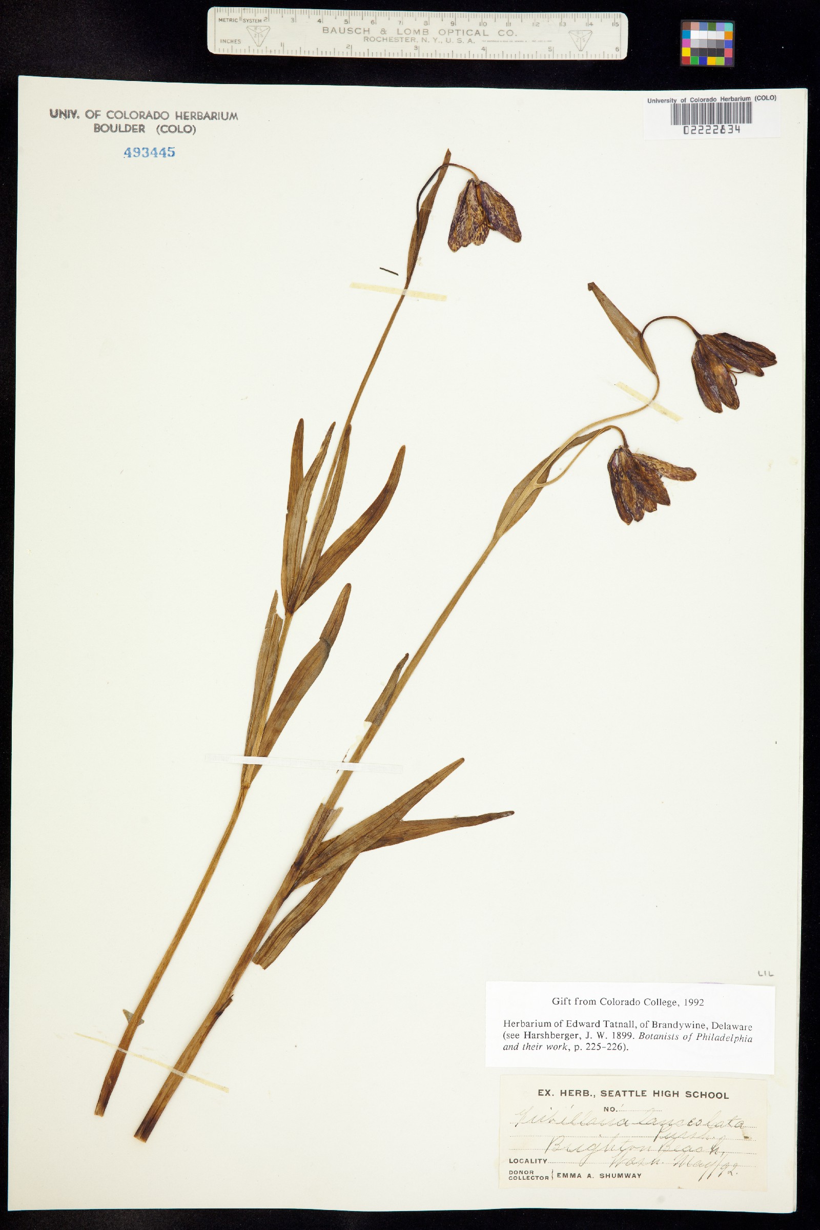 Fritillaria image