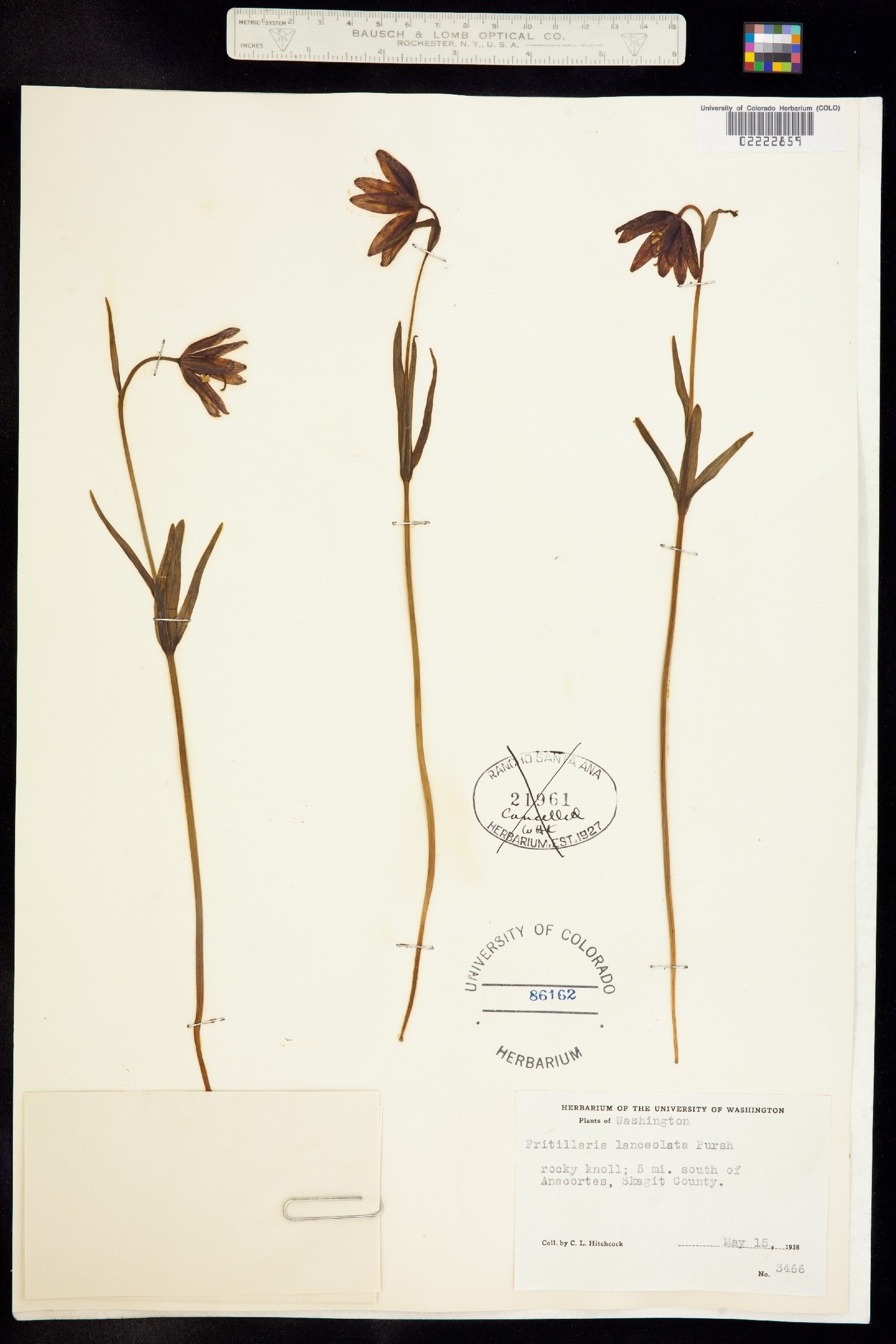 Fritillaria image