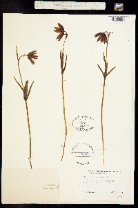 Fritillaria lanceolata image