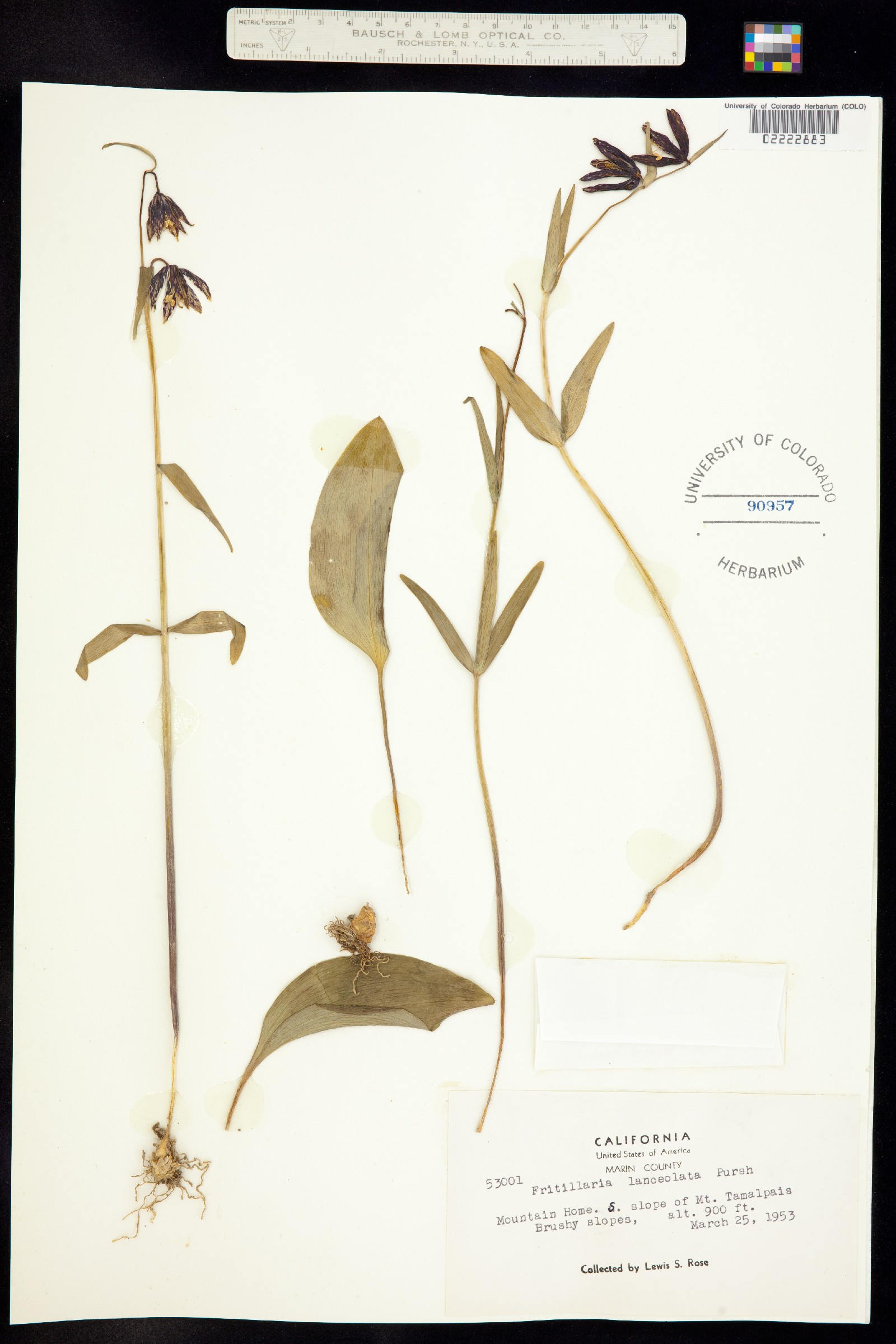 Fritillaria affinis var. affinis image