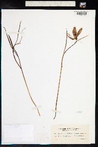 Fritillaria meleagris image
