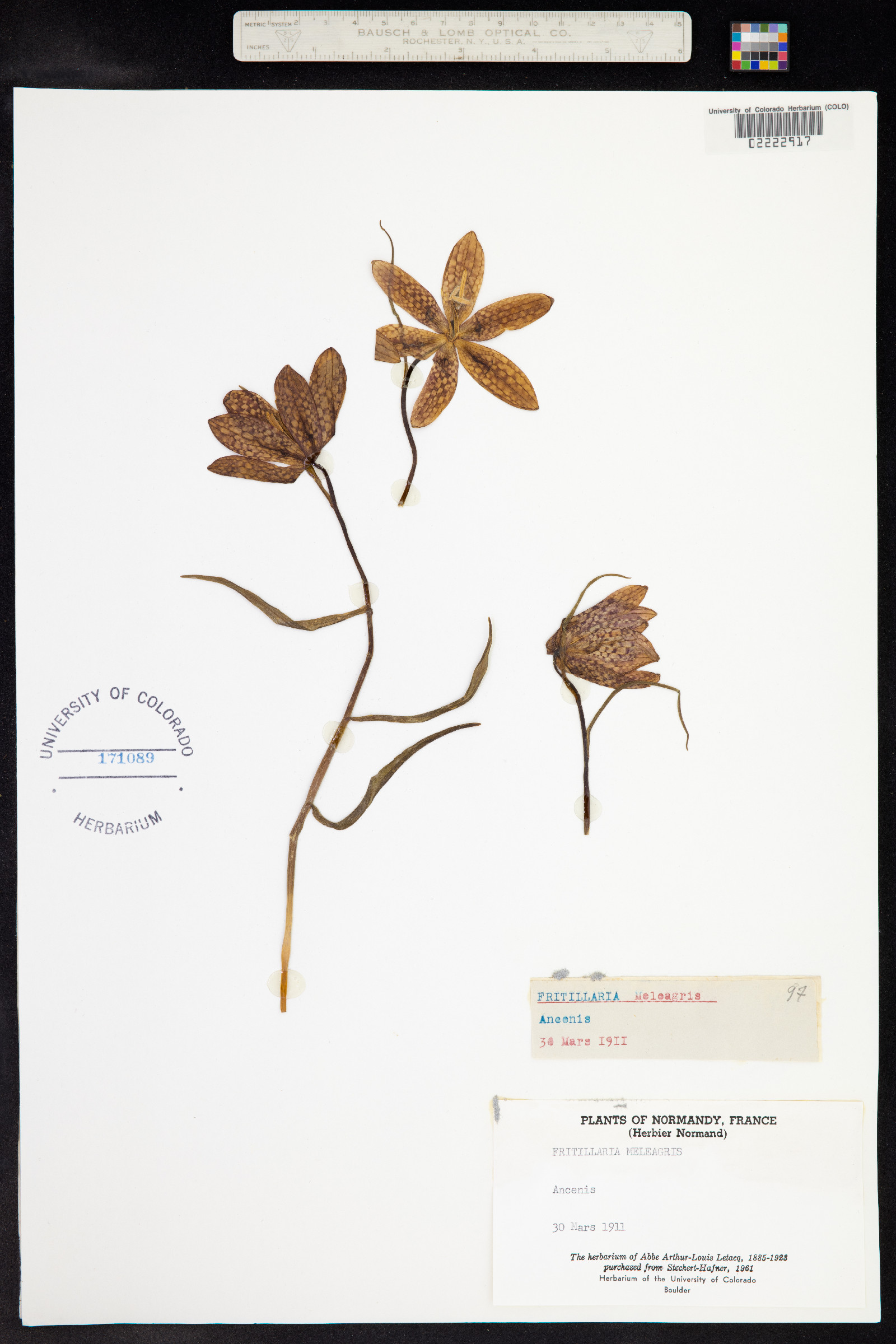 Fritillaria meleagris image