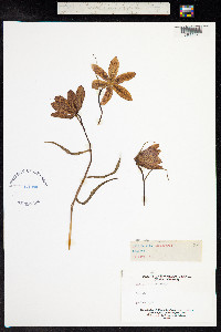 Fritillaria meleagris image