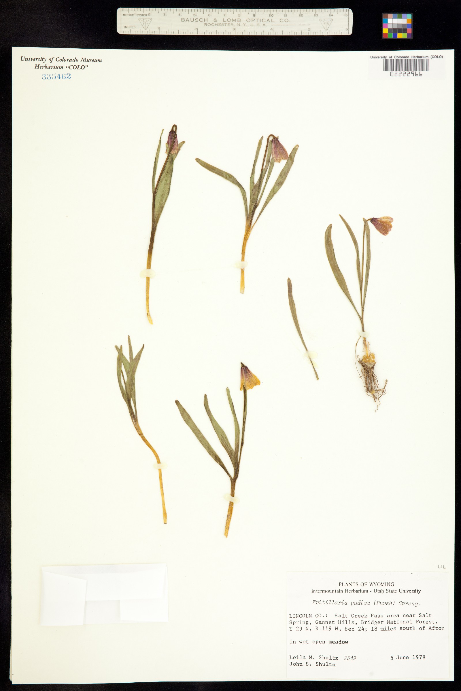 Fritillaria pudica image