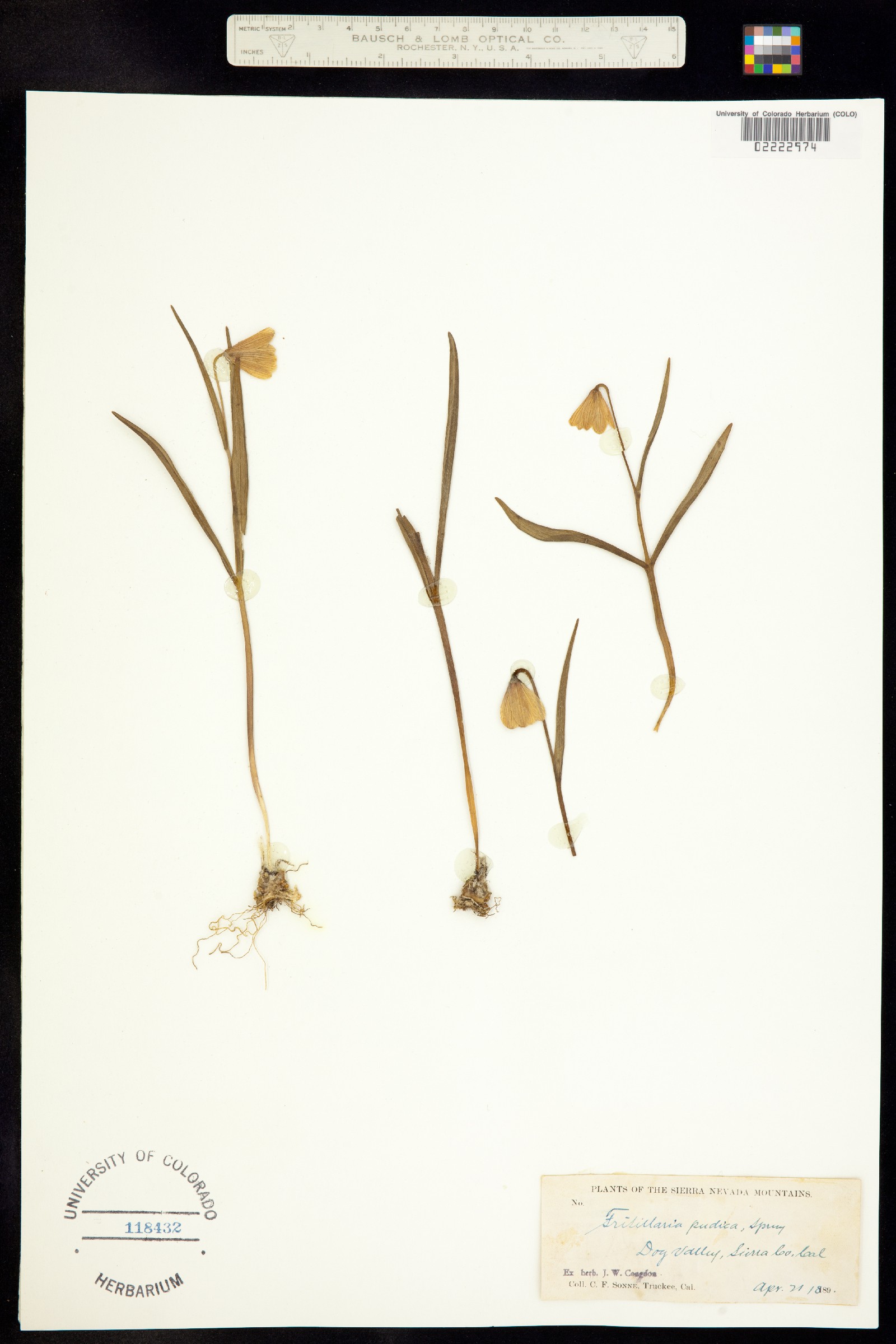 Fritillaria pudica image