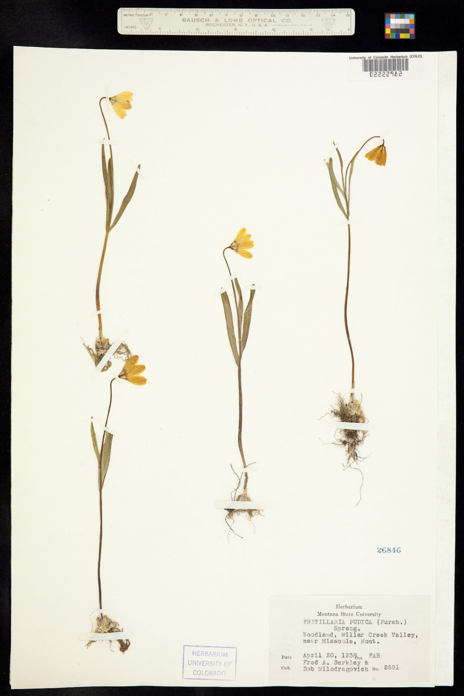 Fritillaria pudica image