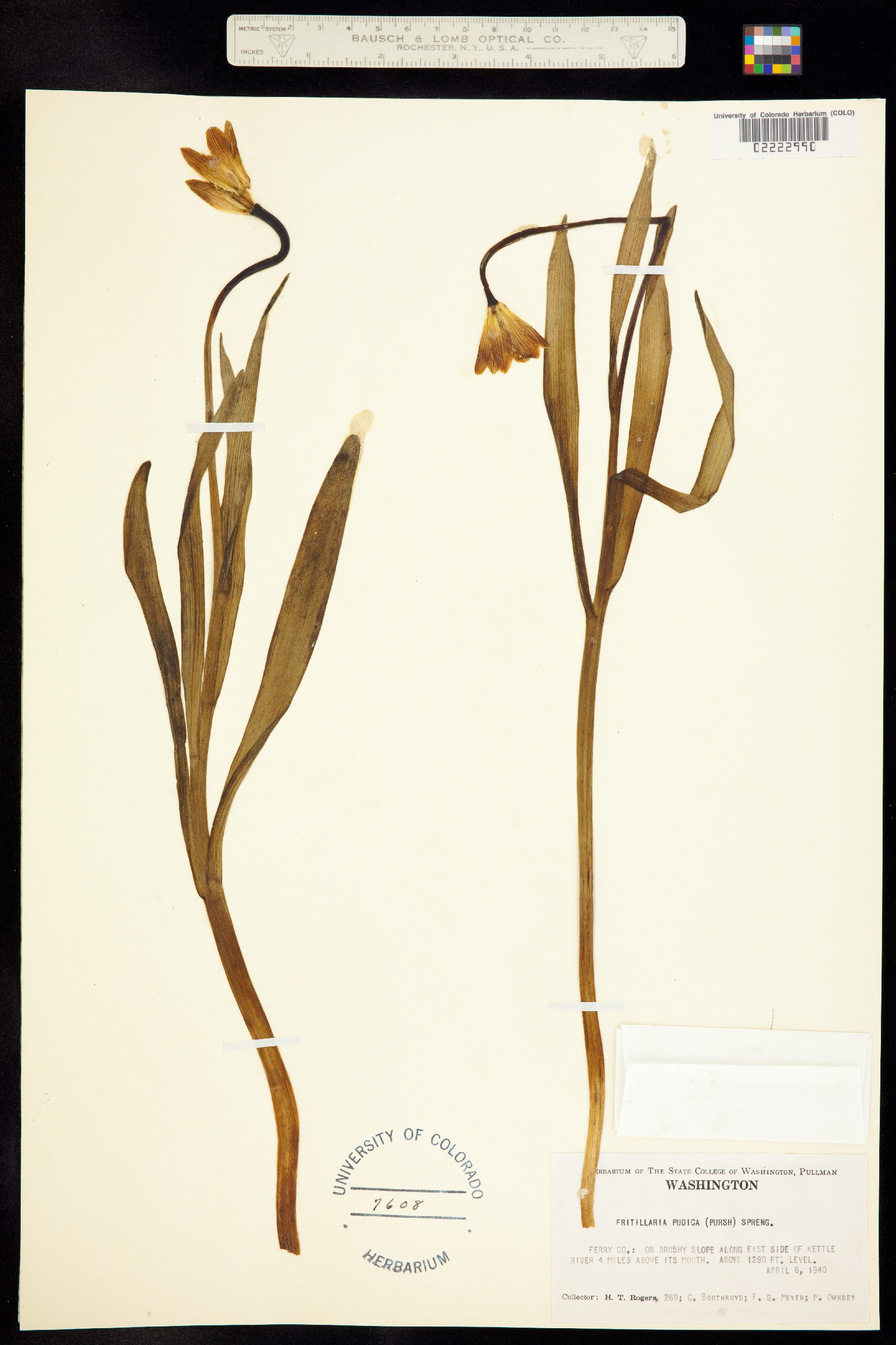 Fritillaria pudica image