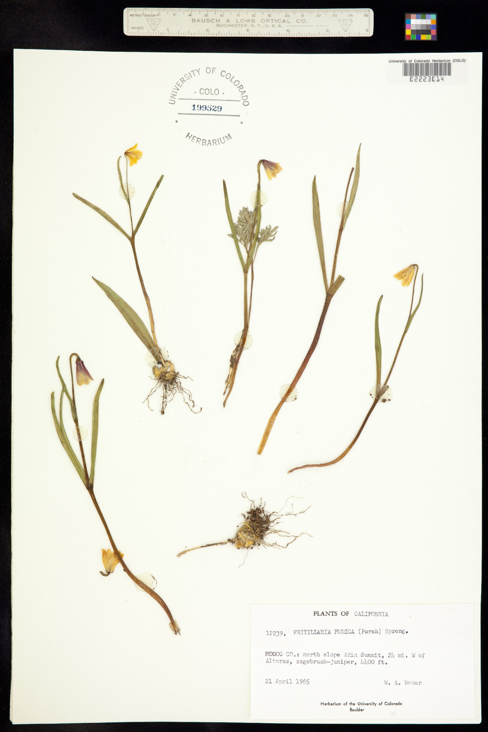Fritillaria pudica image