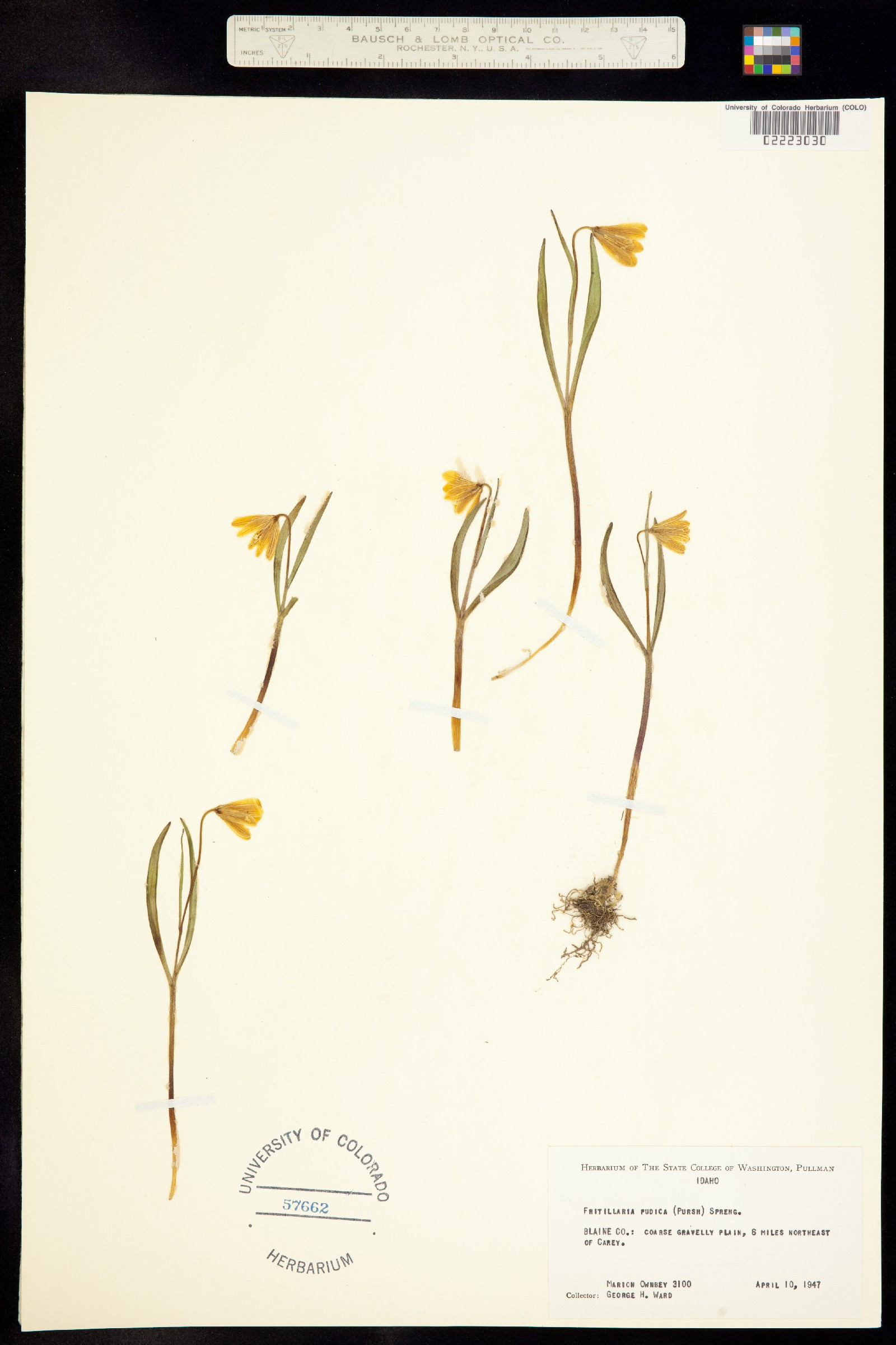 Fritillaria pudica image