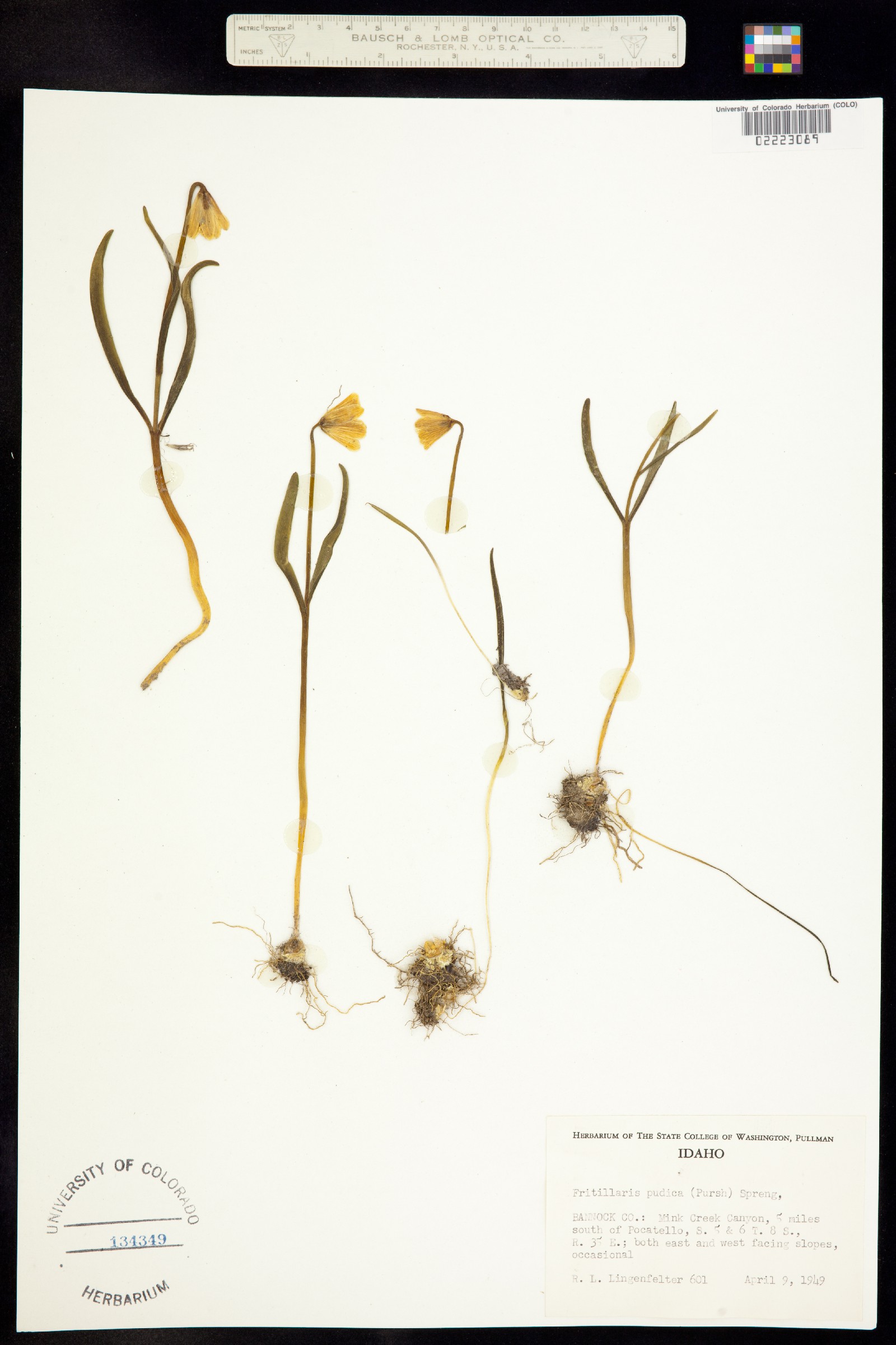 Fritillaria pudica image