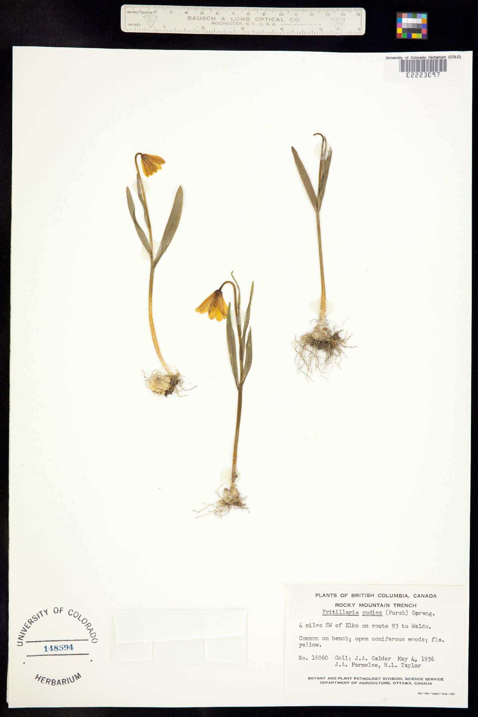 Fritillaria pudica image