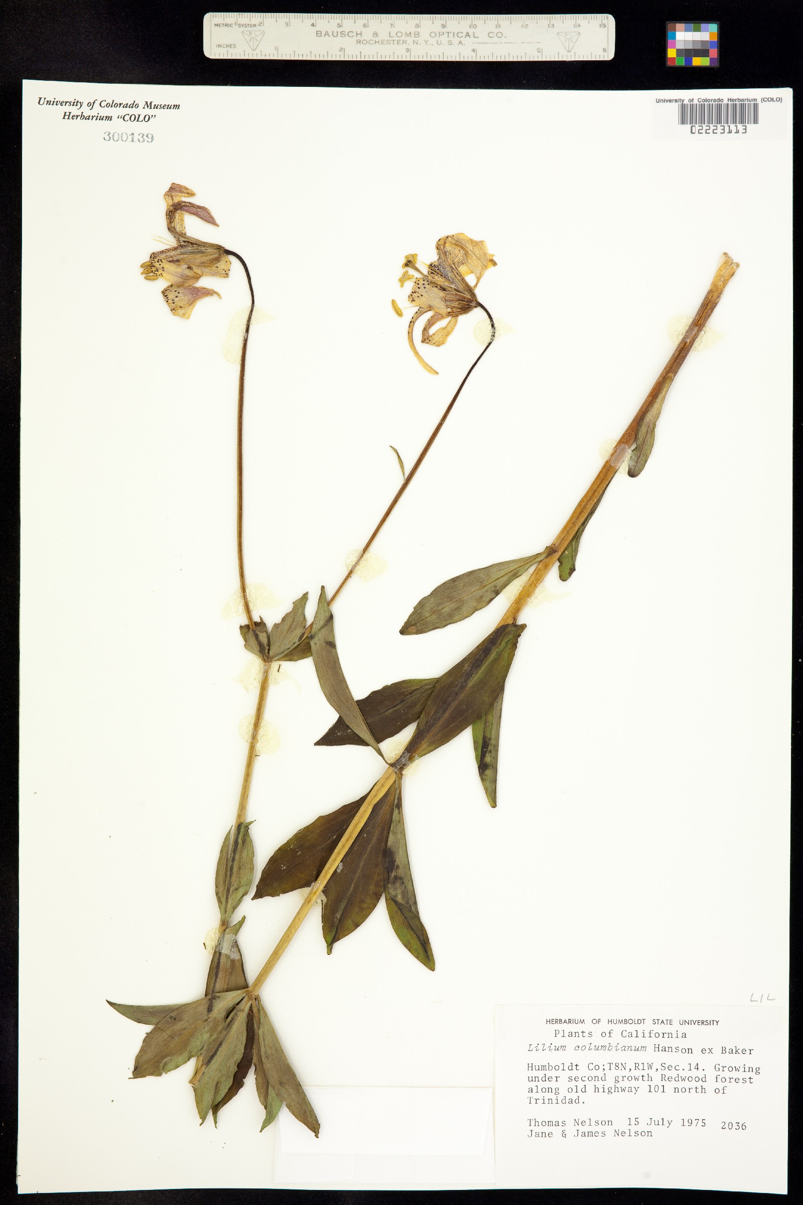 Lilium columbianum image