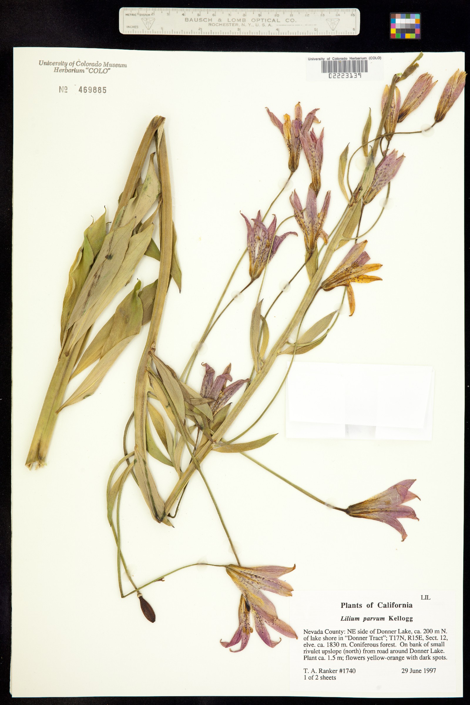 Lilium parvum image