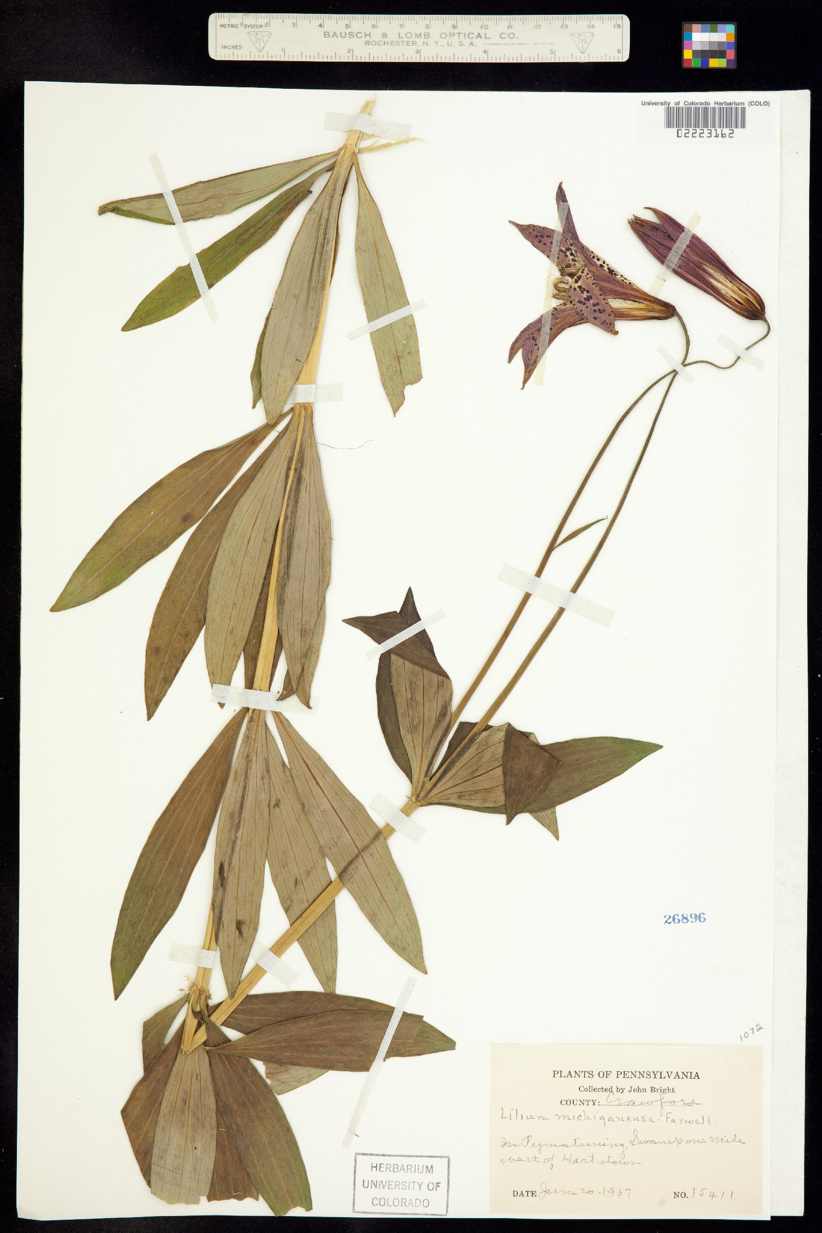 Lilium image