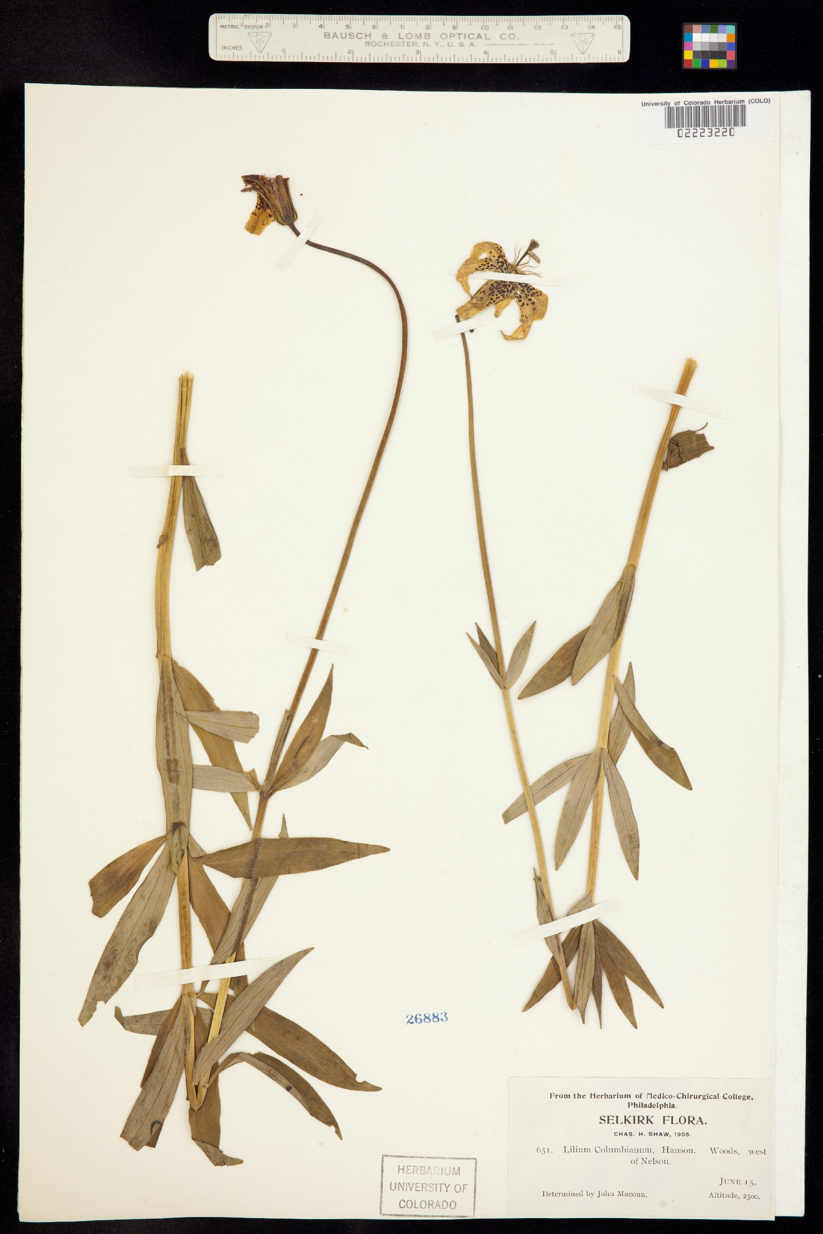 Lilium columbianum image