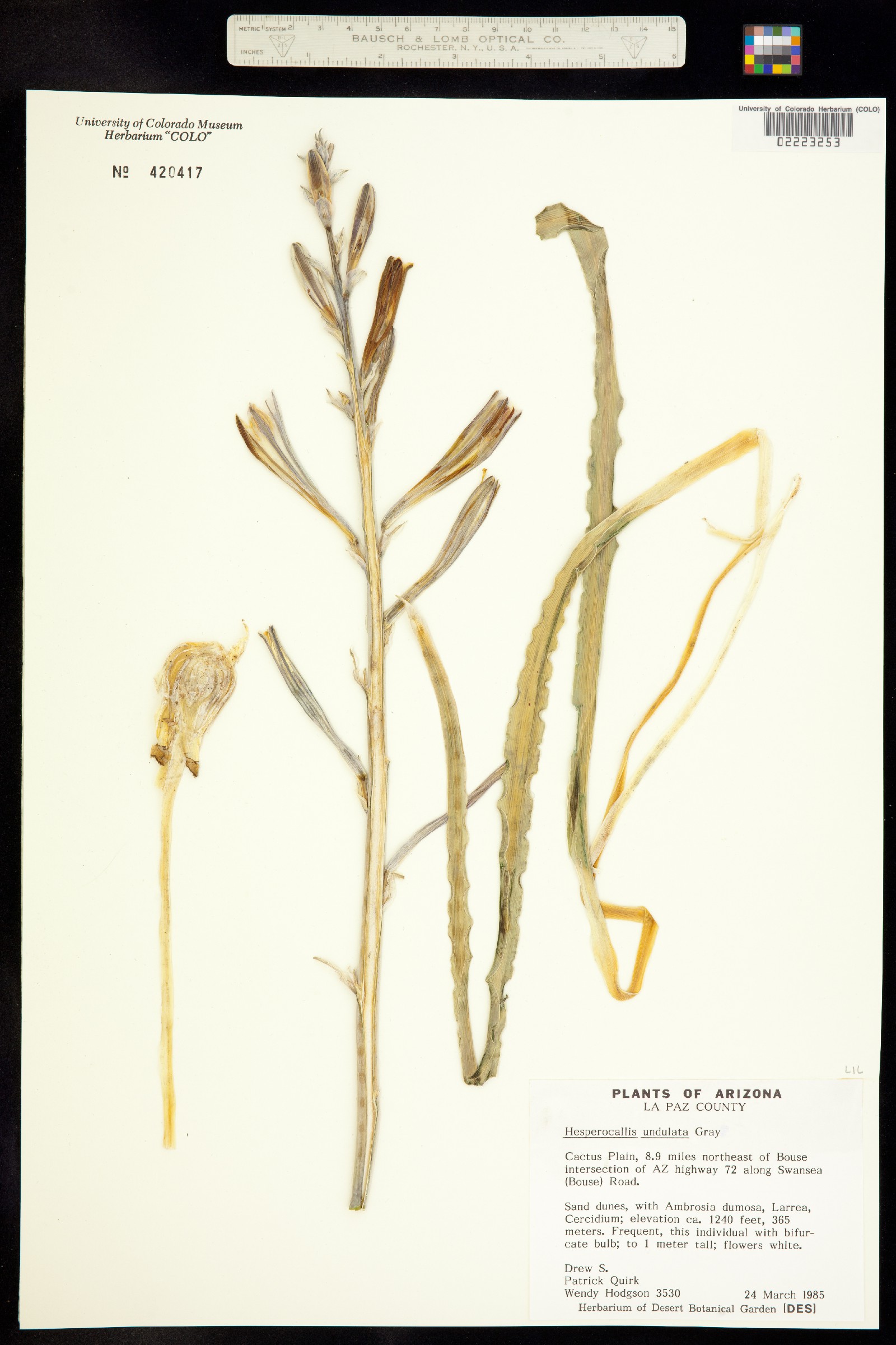 Hesperocallis image