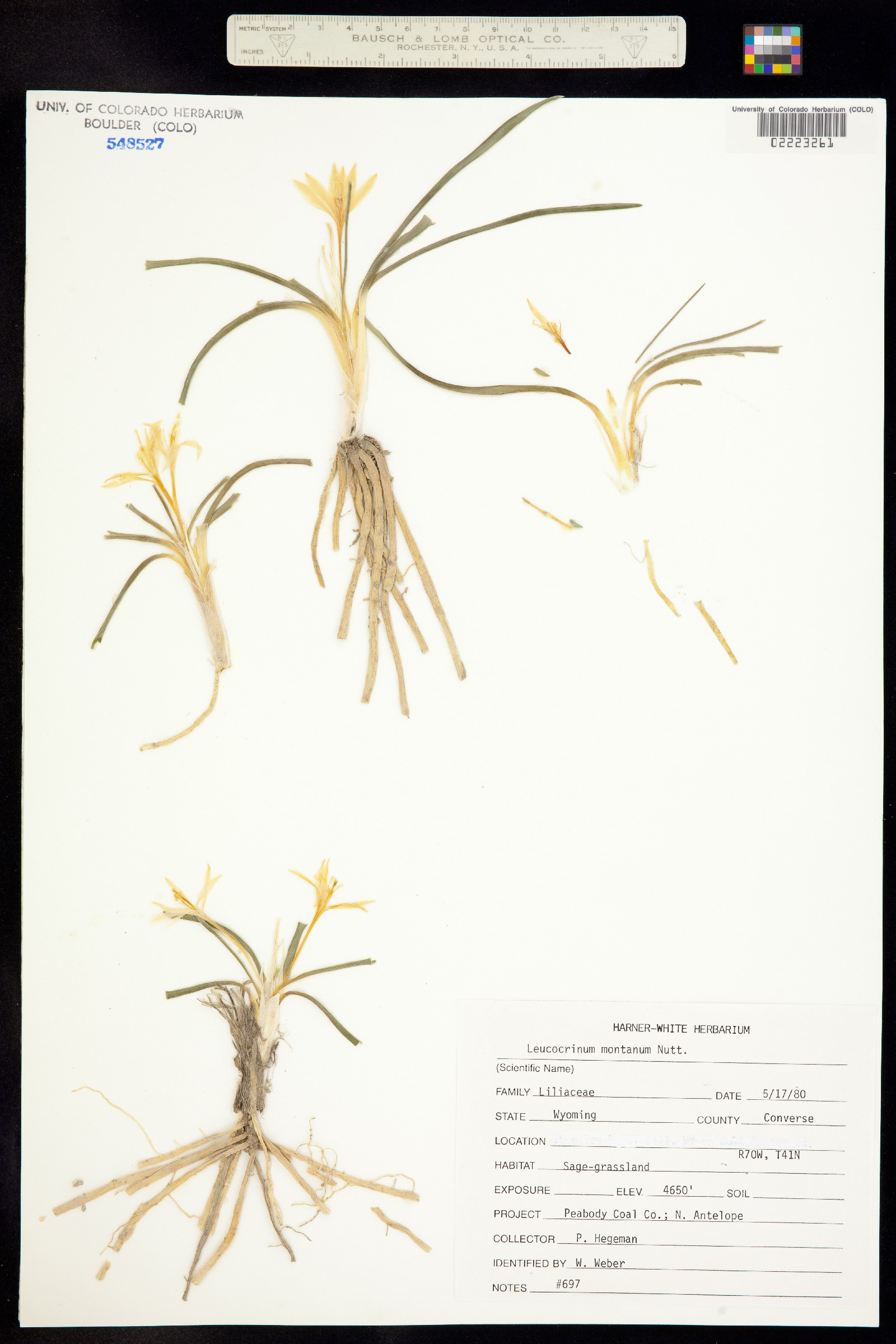 Leucocrinum montanum image